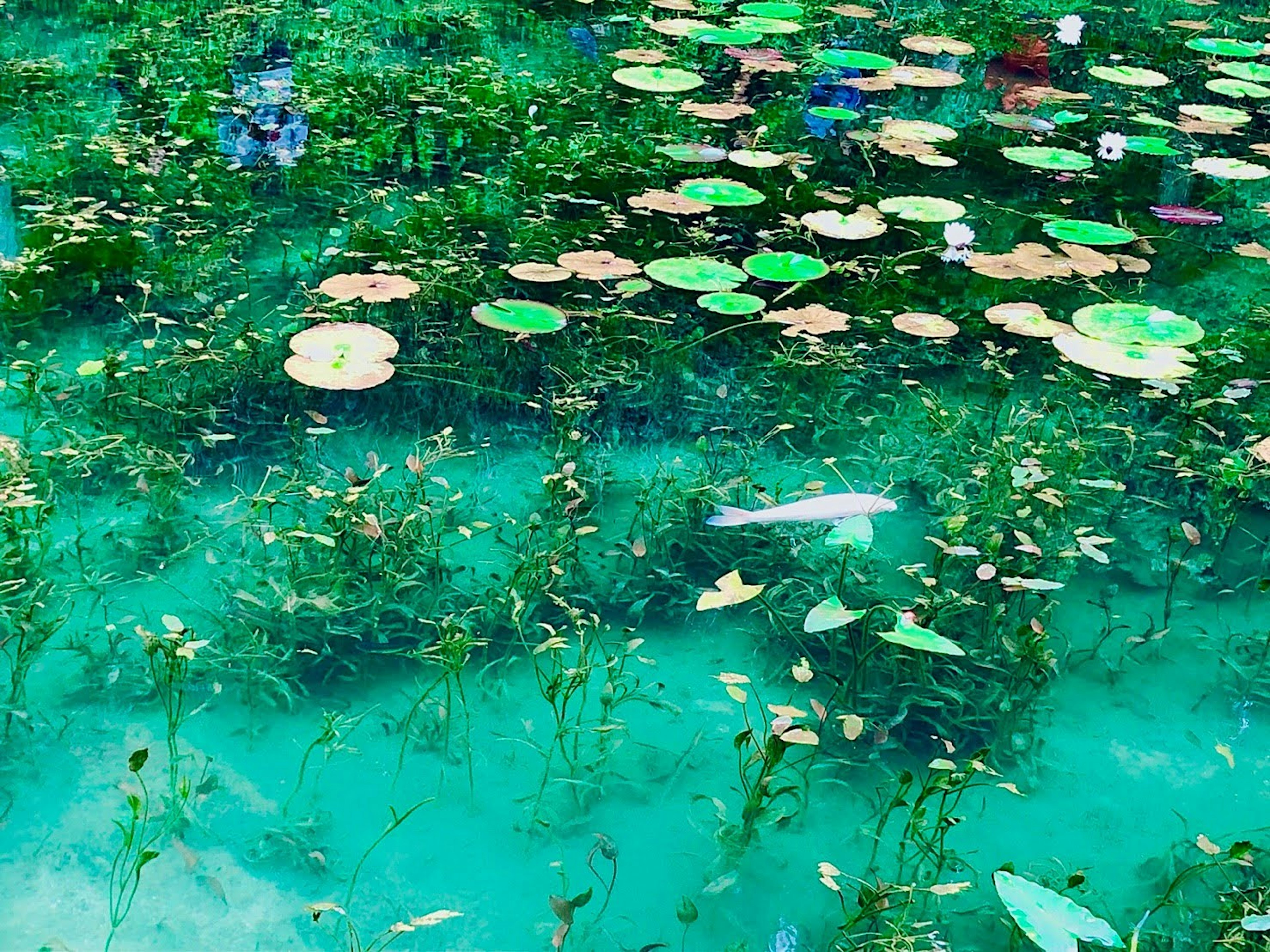 Une vue sereine de nénuphars et de plantes aquatiques sur une surface d'eau bleue