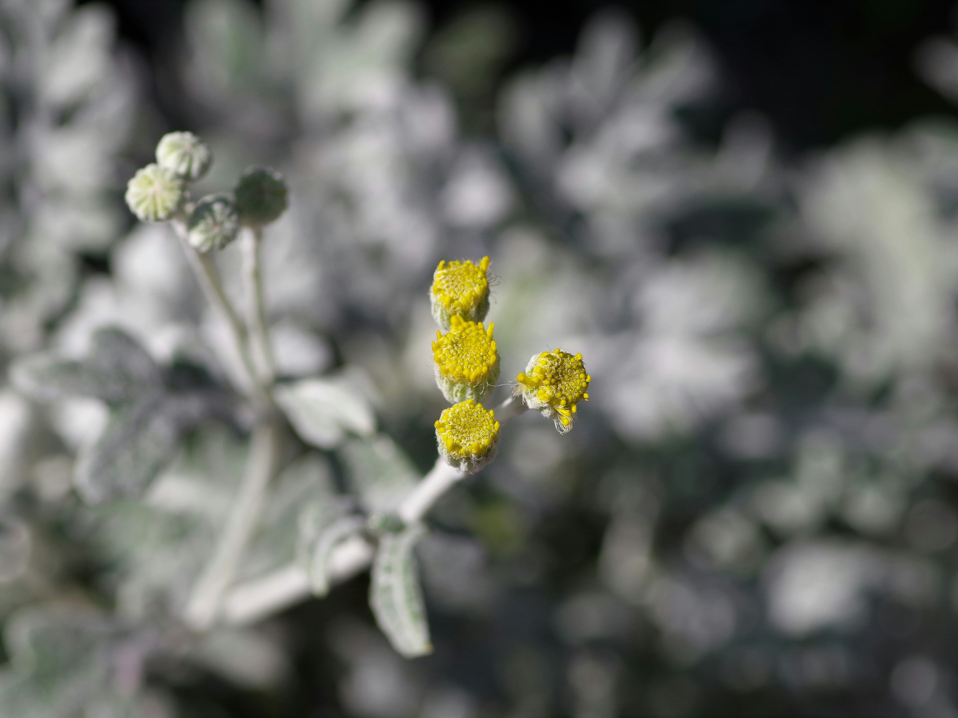 黄色い花が咲いている植物のクローズアップ　背景はぼやけた緑色