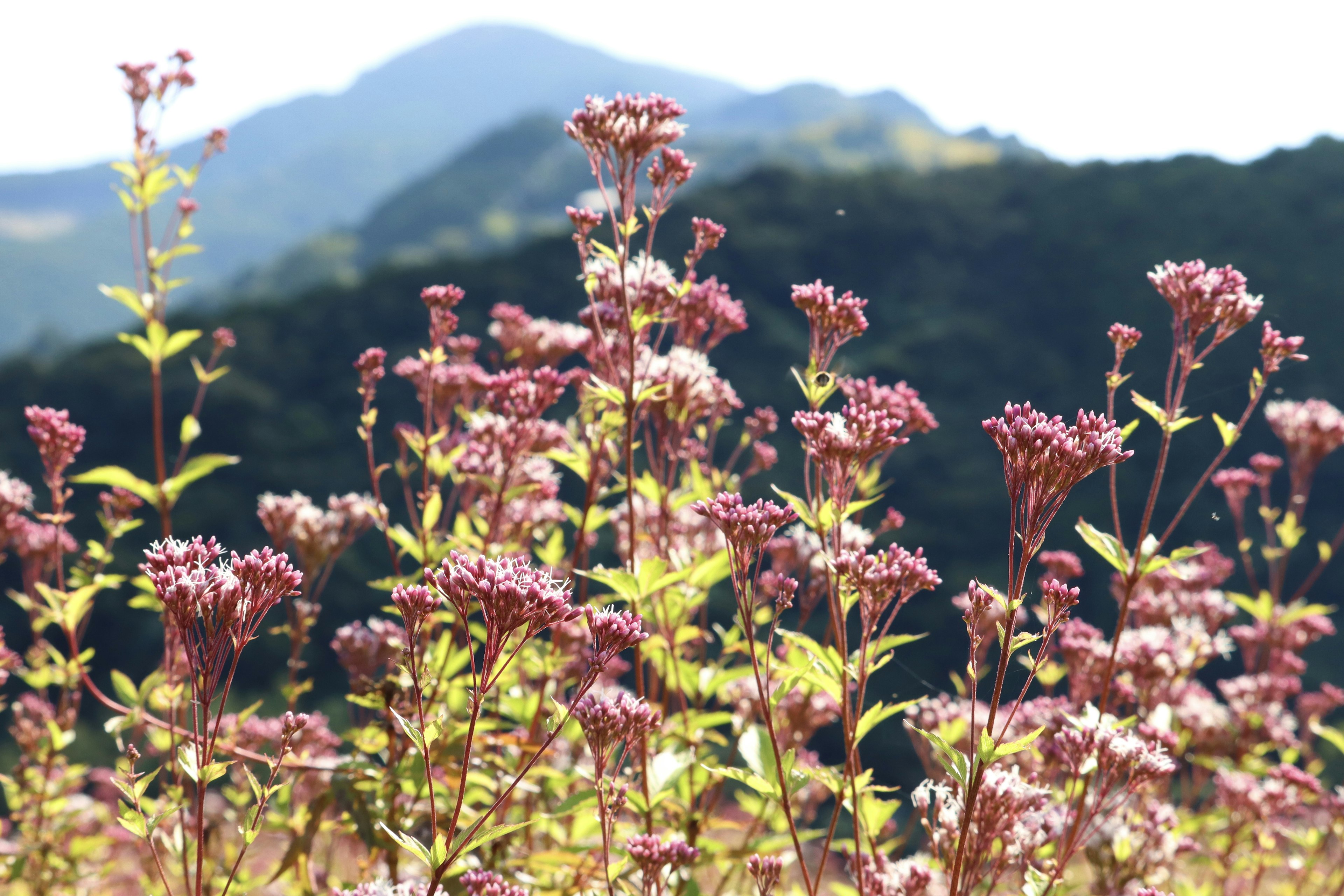 Colorful clusters of flowers with mountains in the background