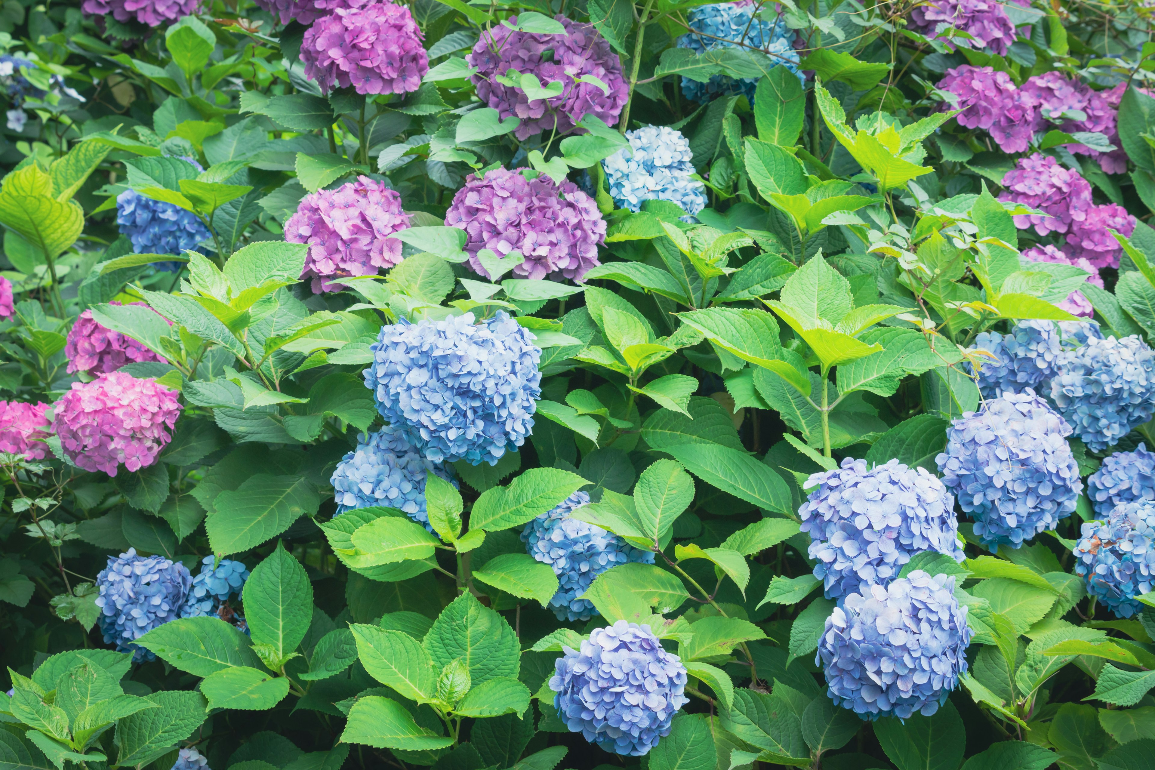 Lebendige Hortensienblüten in Blau- und Violetttönen zwischen üppigen grünen Blättern