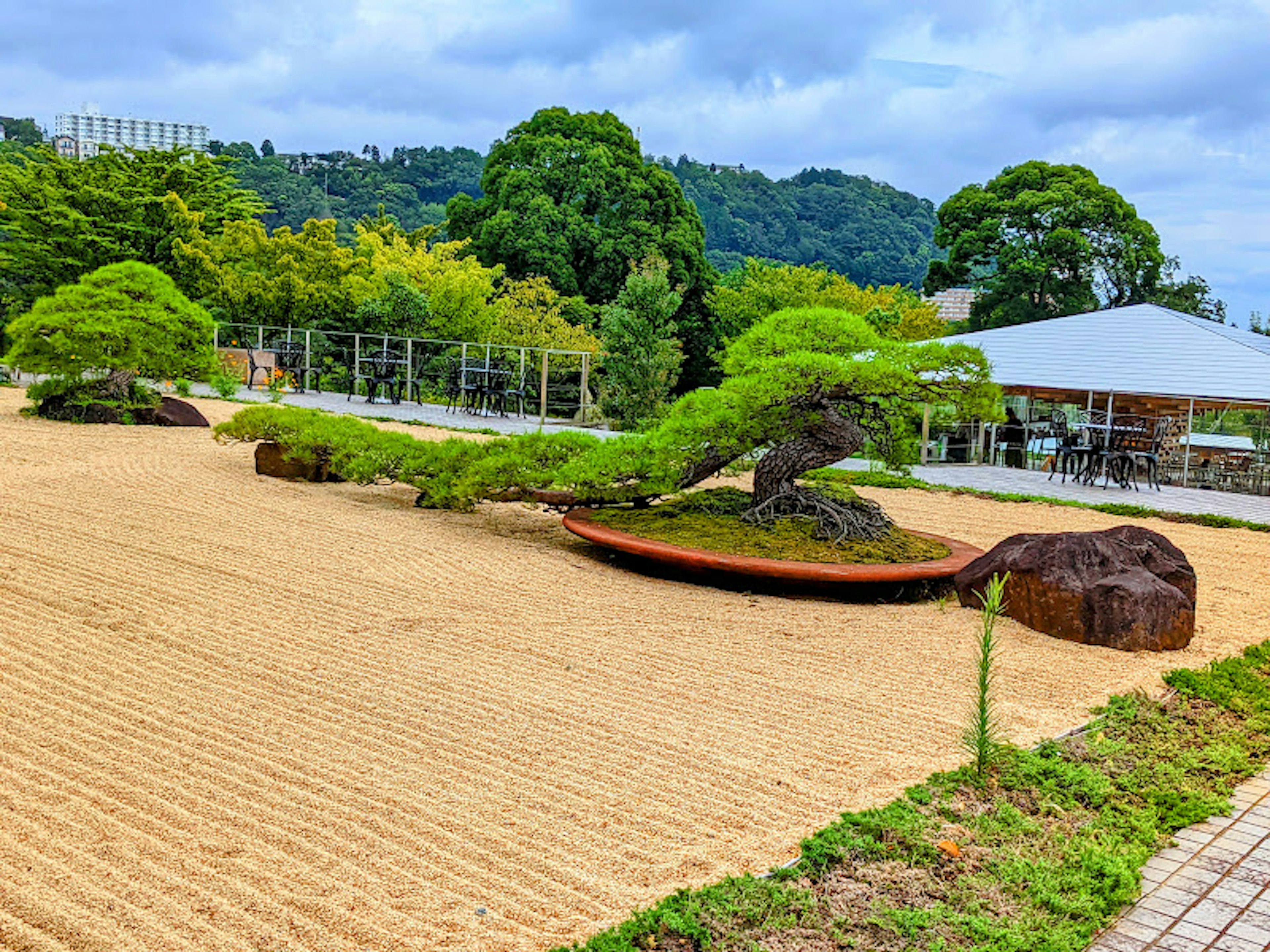 美しい日本庭園の景色で、手入れされた松の木と砂利の庭が広がる