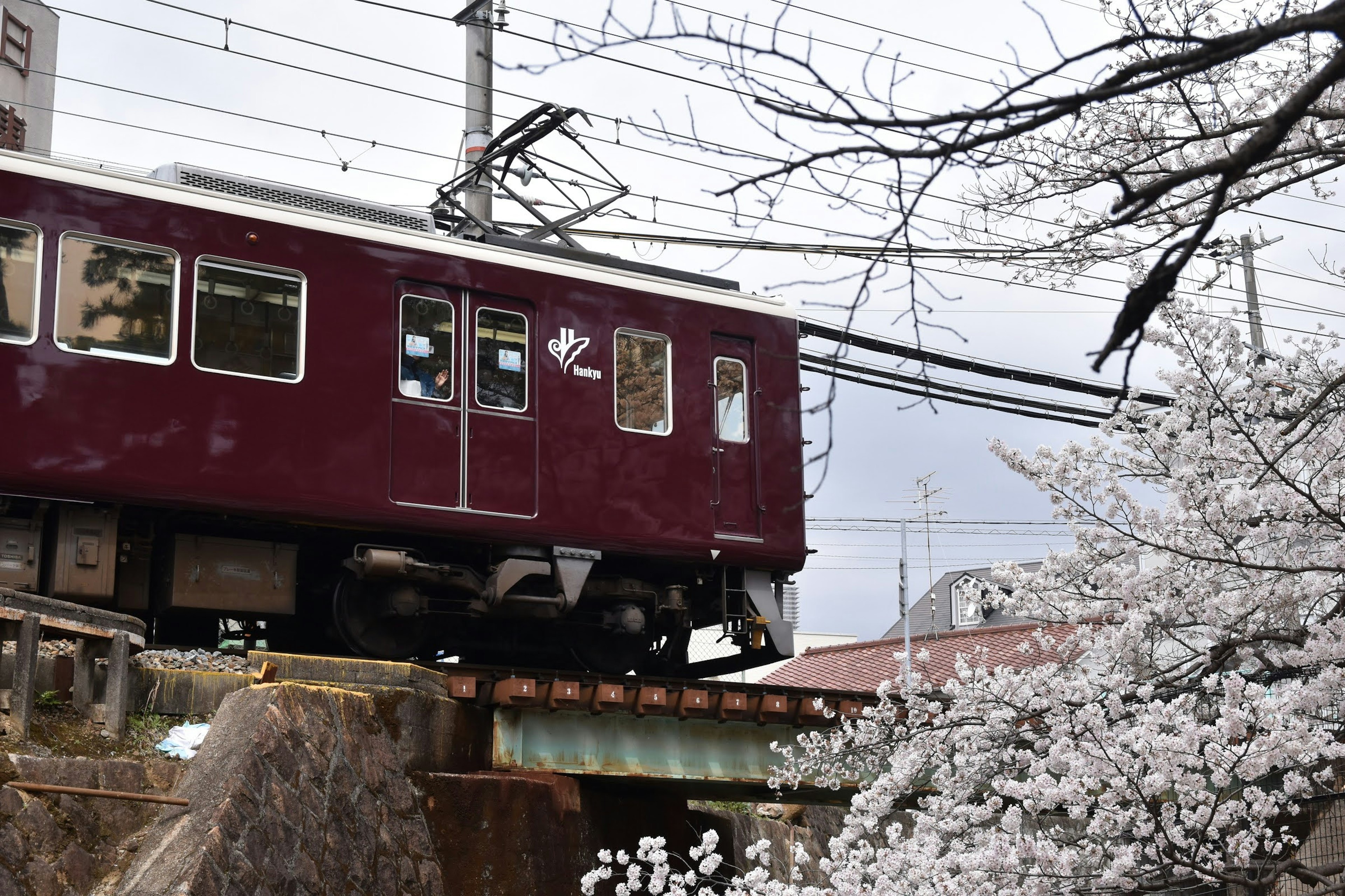 Red train passing near cherry blossoms