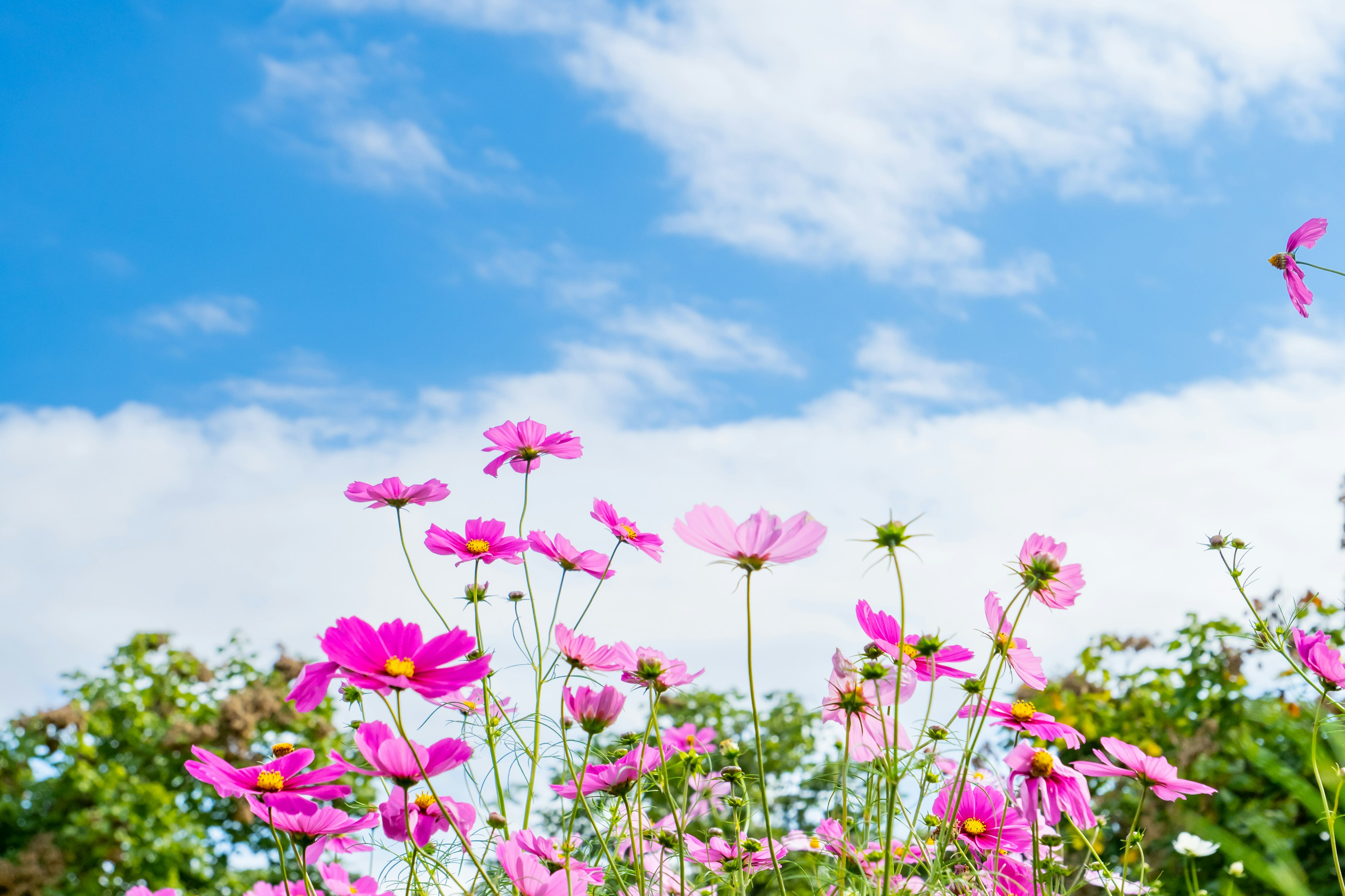 Rosa Kosmeenblüten blühen unter einem blauen Himmel mit weißen Wolken