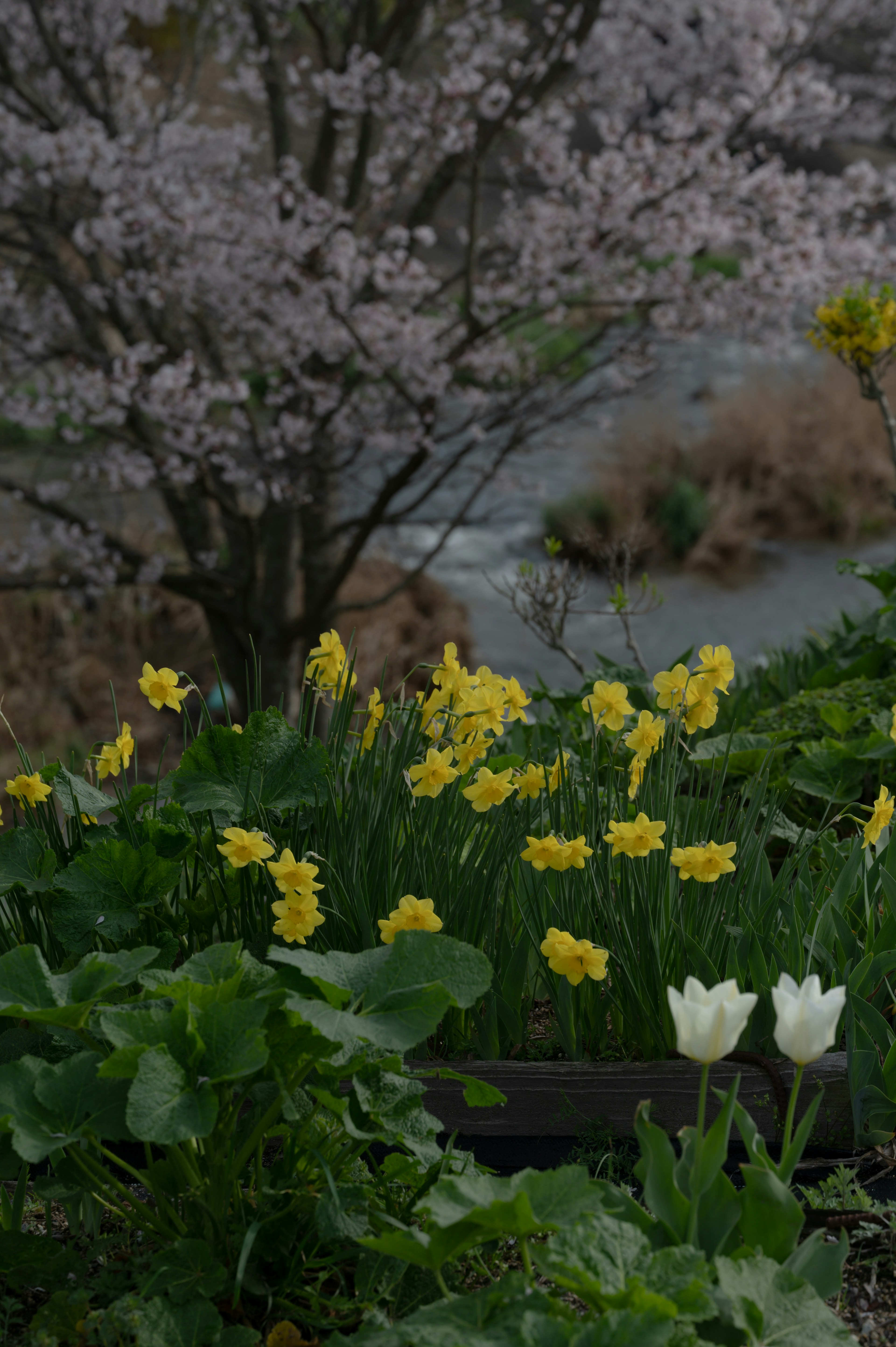 春季花园场景黄色水仙和白色郁金香背景中有樱花树