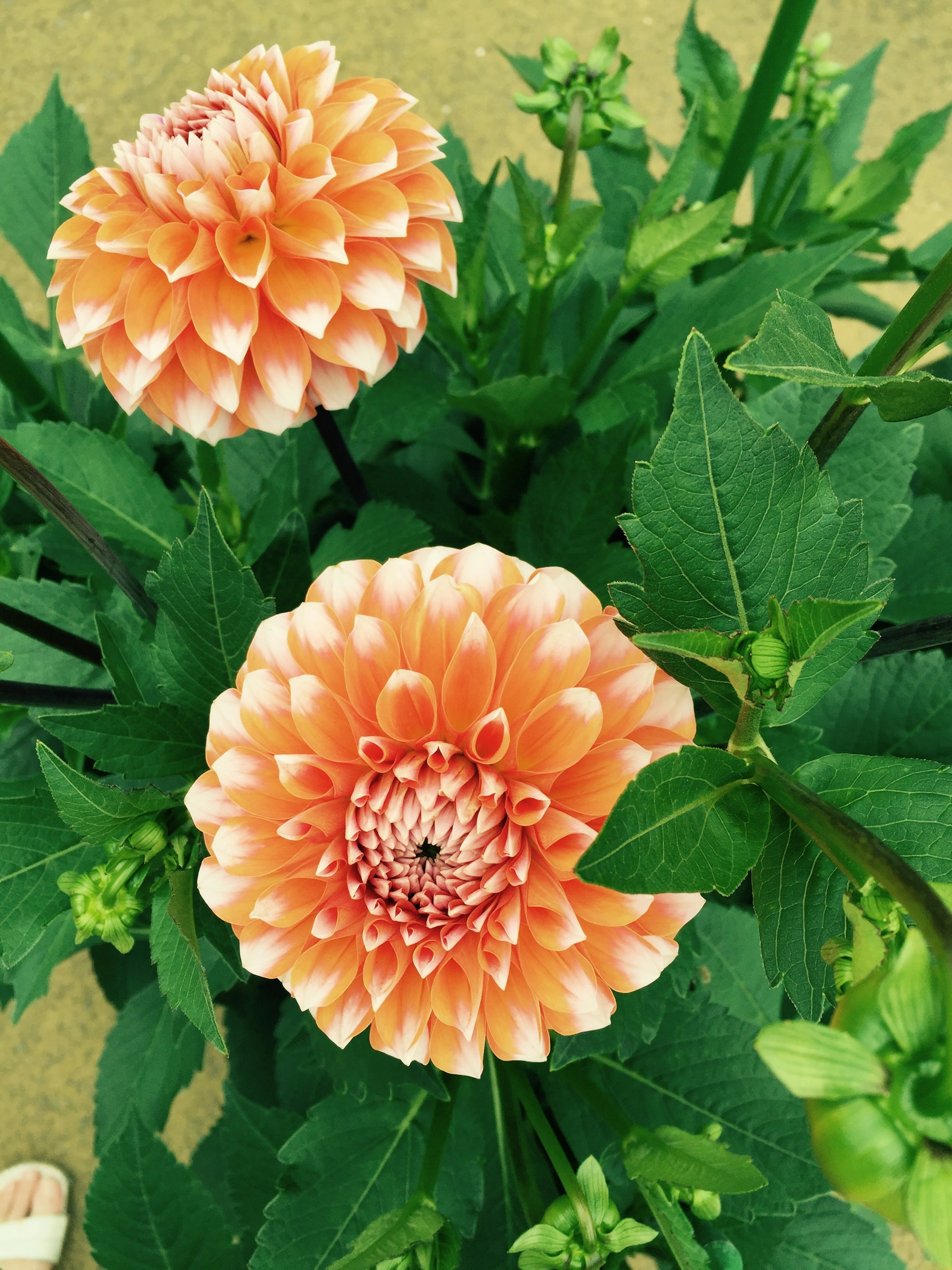 Fleurs de dahlias pêche entourées de feuilles vertes