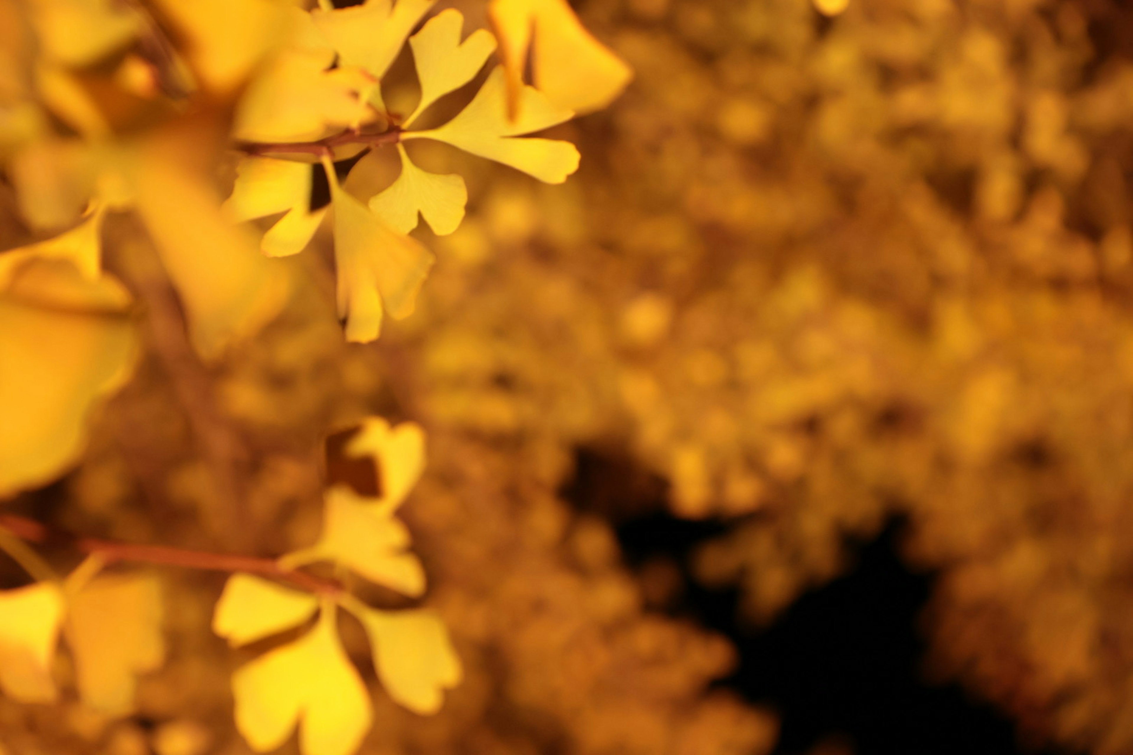 Une photo avec des feuilles jaunes sur un fond flou