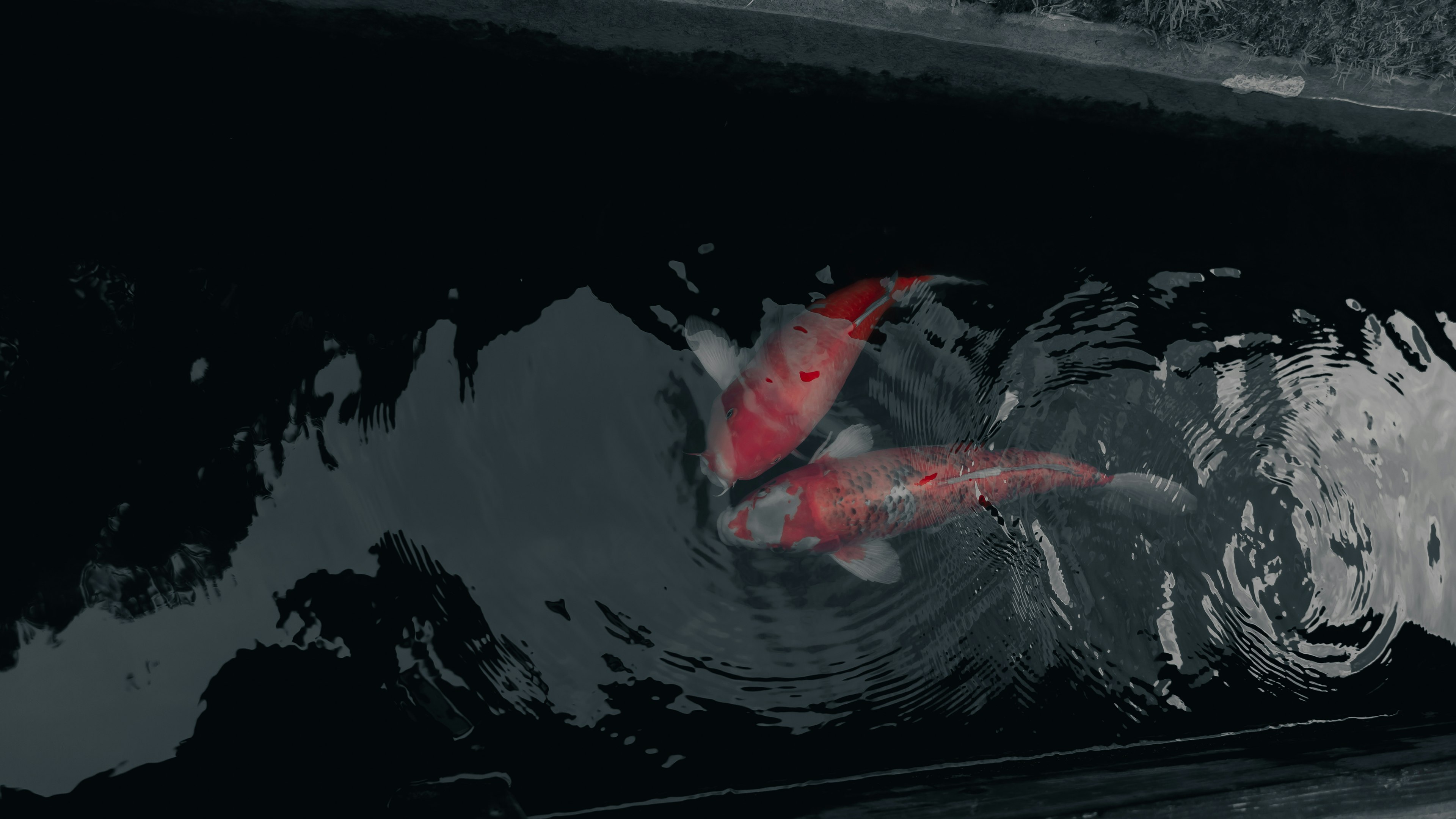 Two red koi fish swimming in dark water