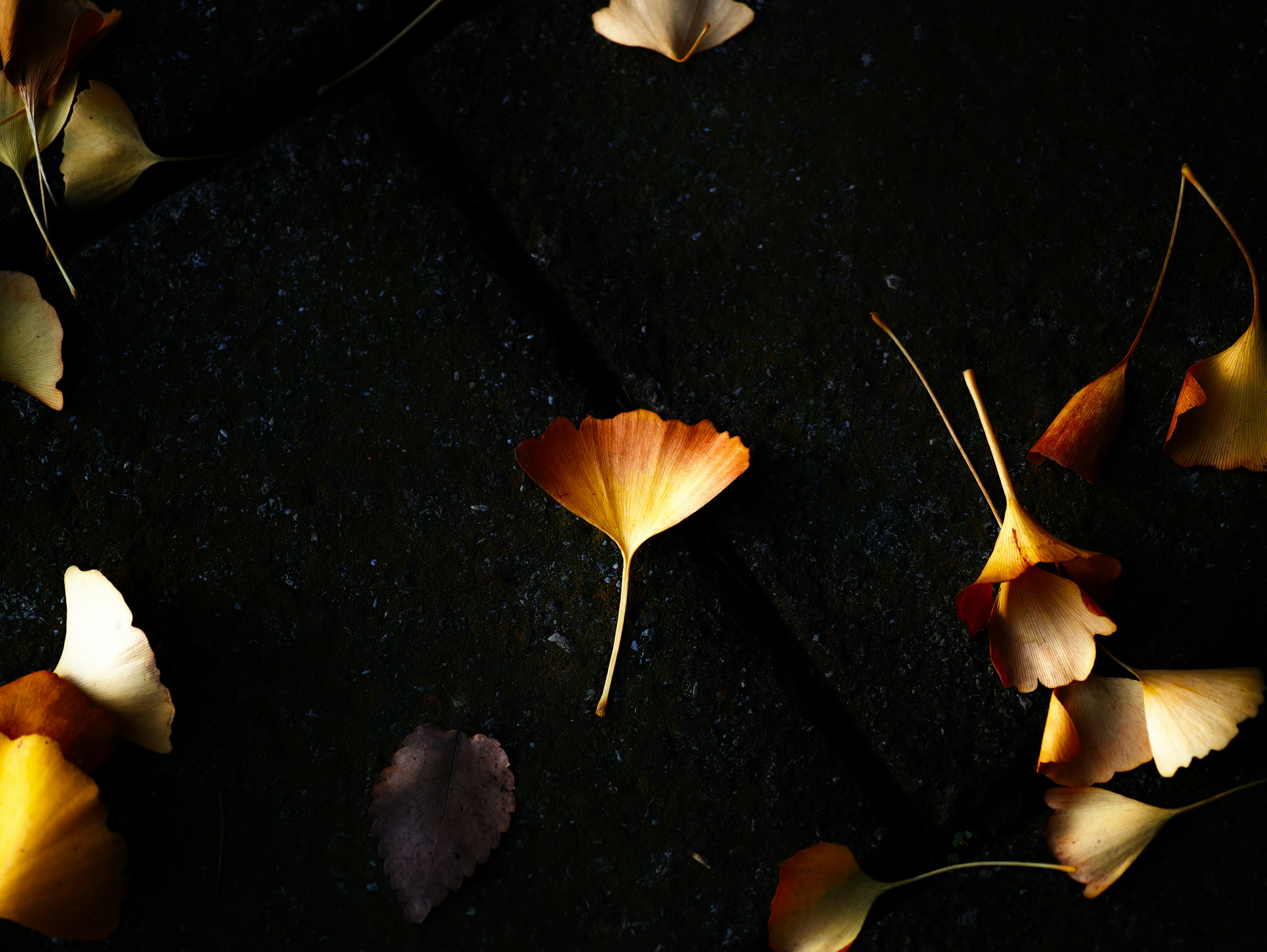 Vista aérea de hojas de ginkgo y pétalos esparcidos sobre una superficie oscura