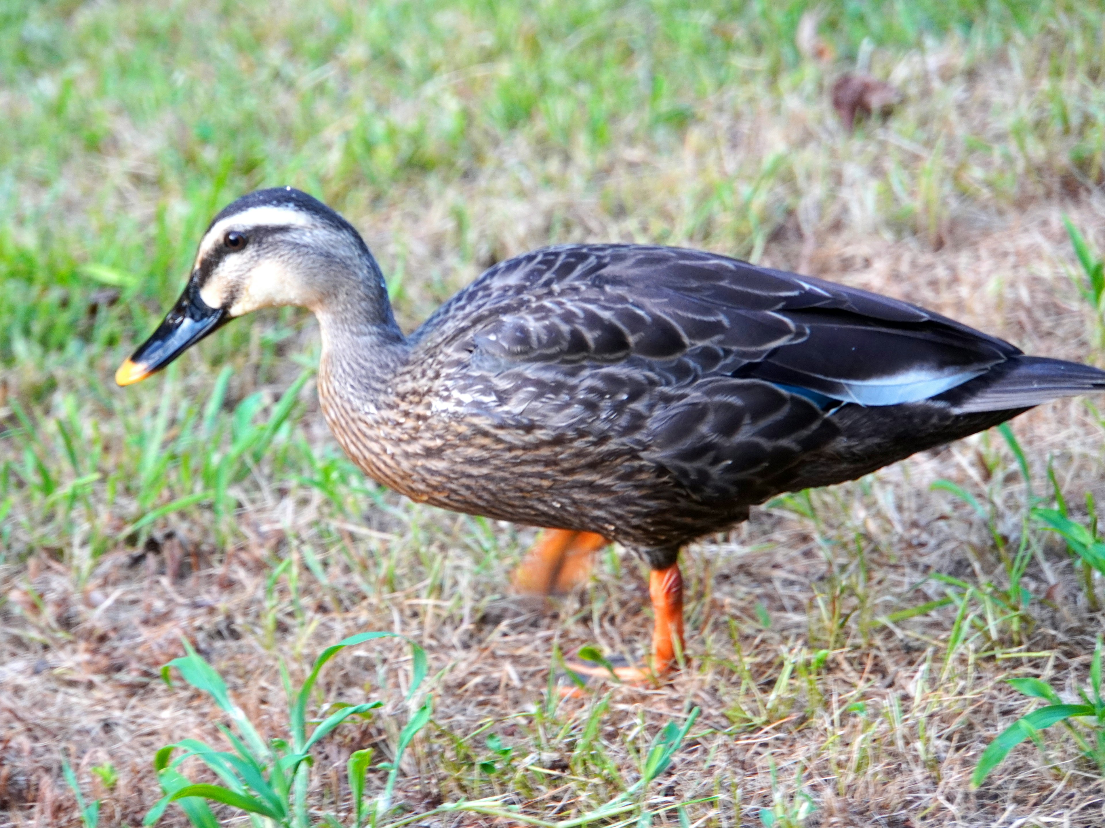 Seekor bebek berbulu coklat berjalan di atas rumput