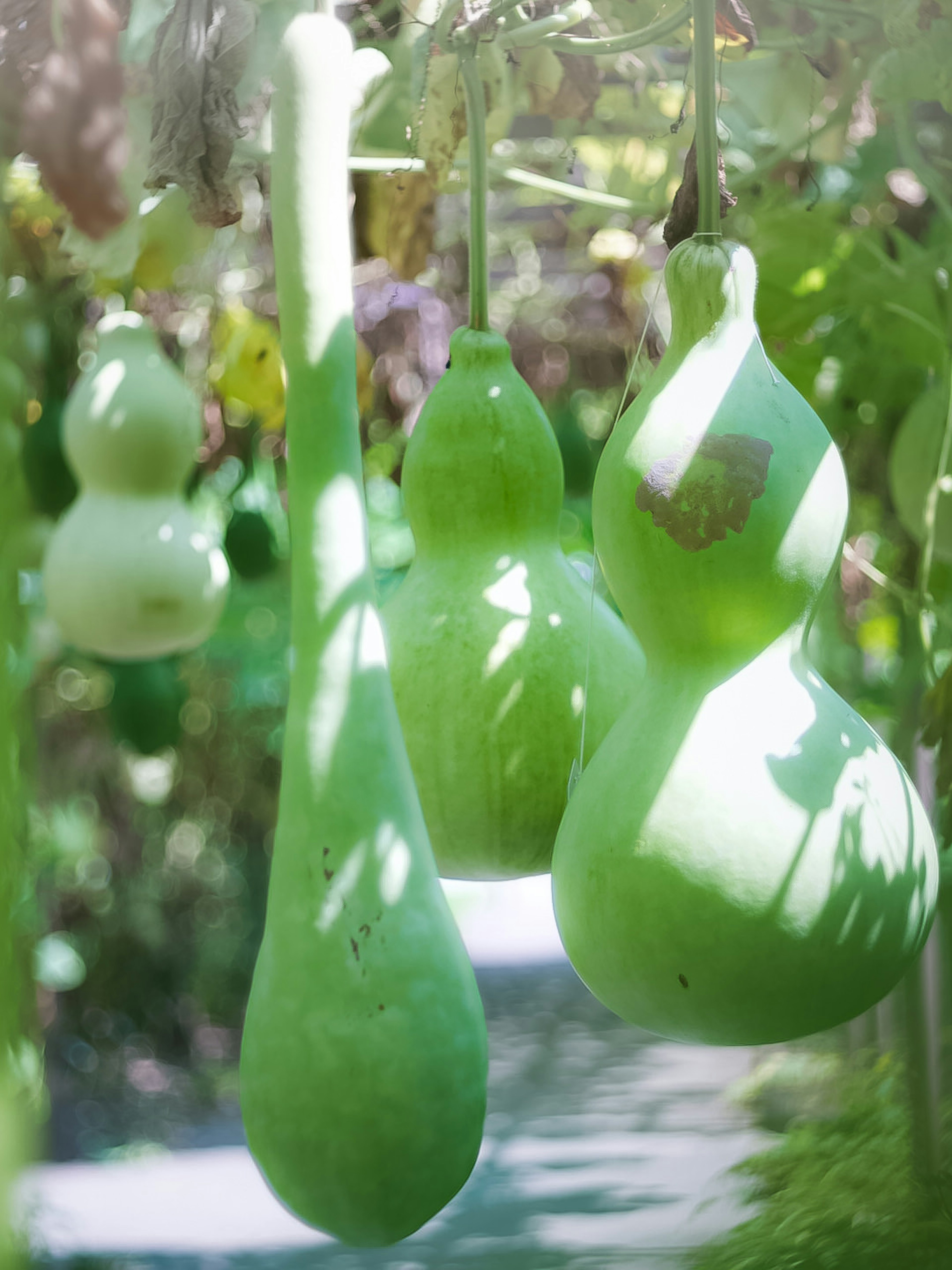 Green gourds hanging in a garden setting