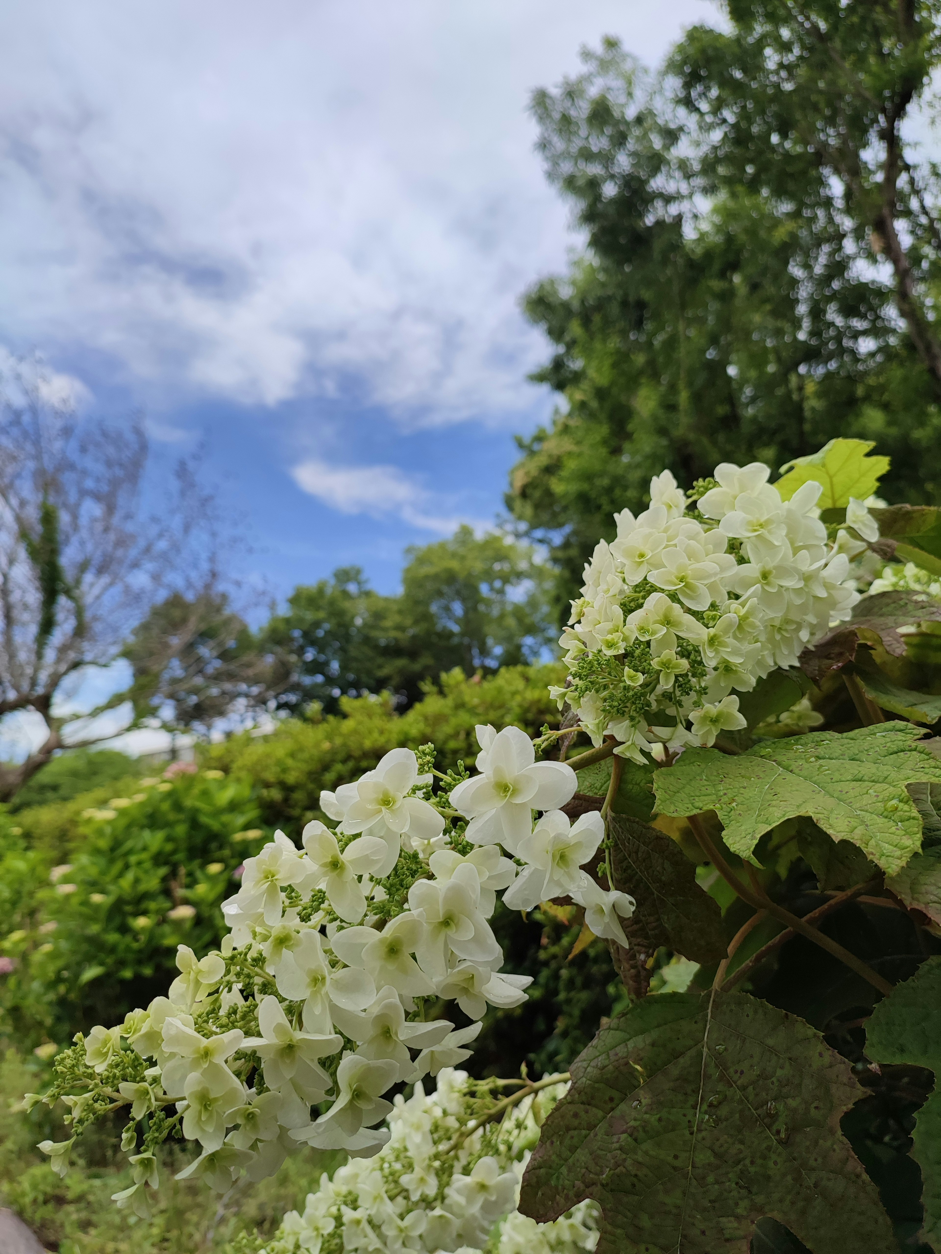 Vegetación exuberante con flores blancas contra un cielo azul