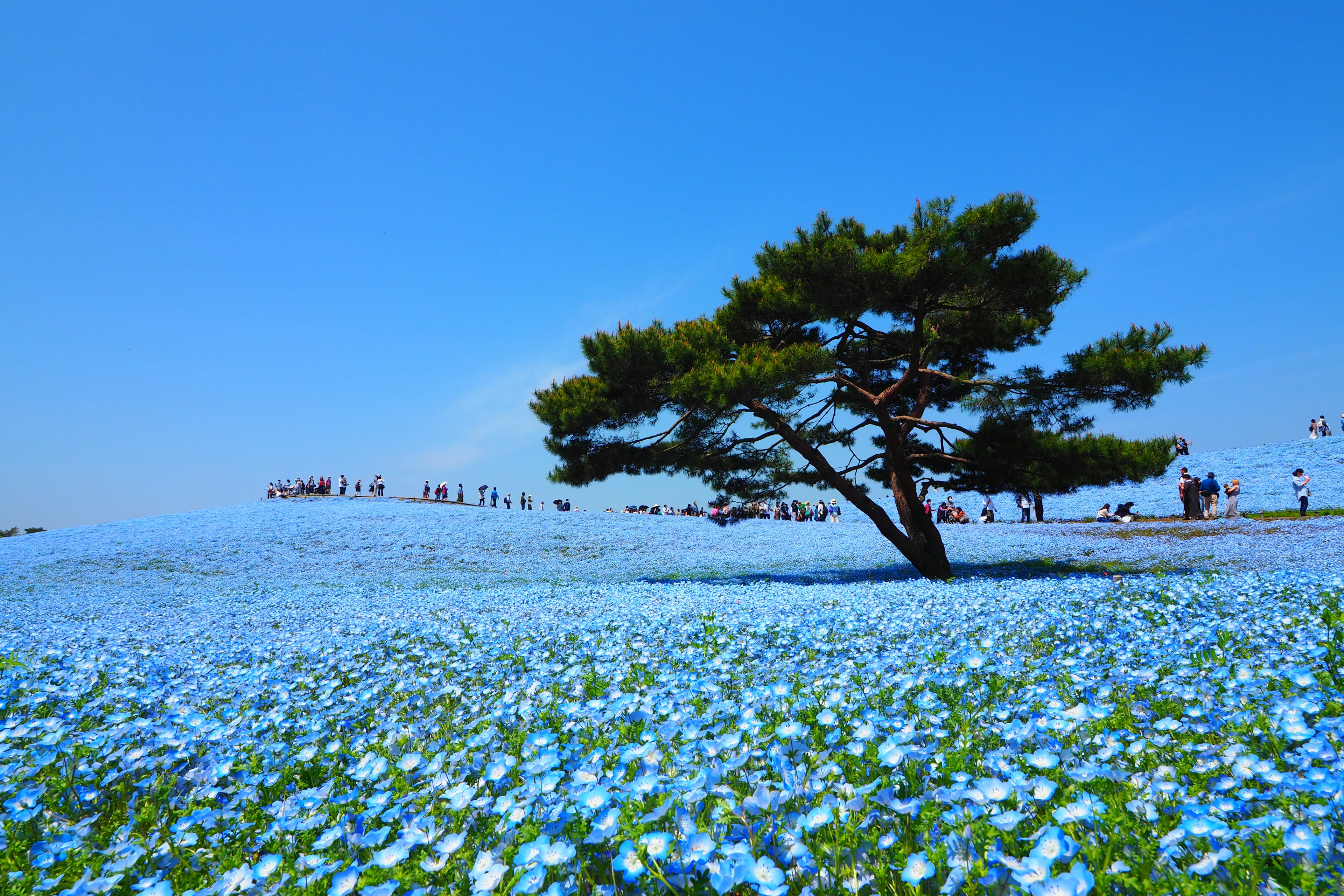 Un albero circondato da fiori blu sotto un cielo blu chiaro