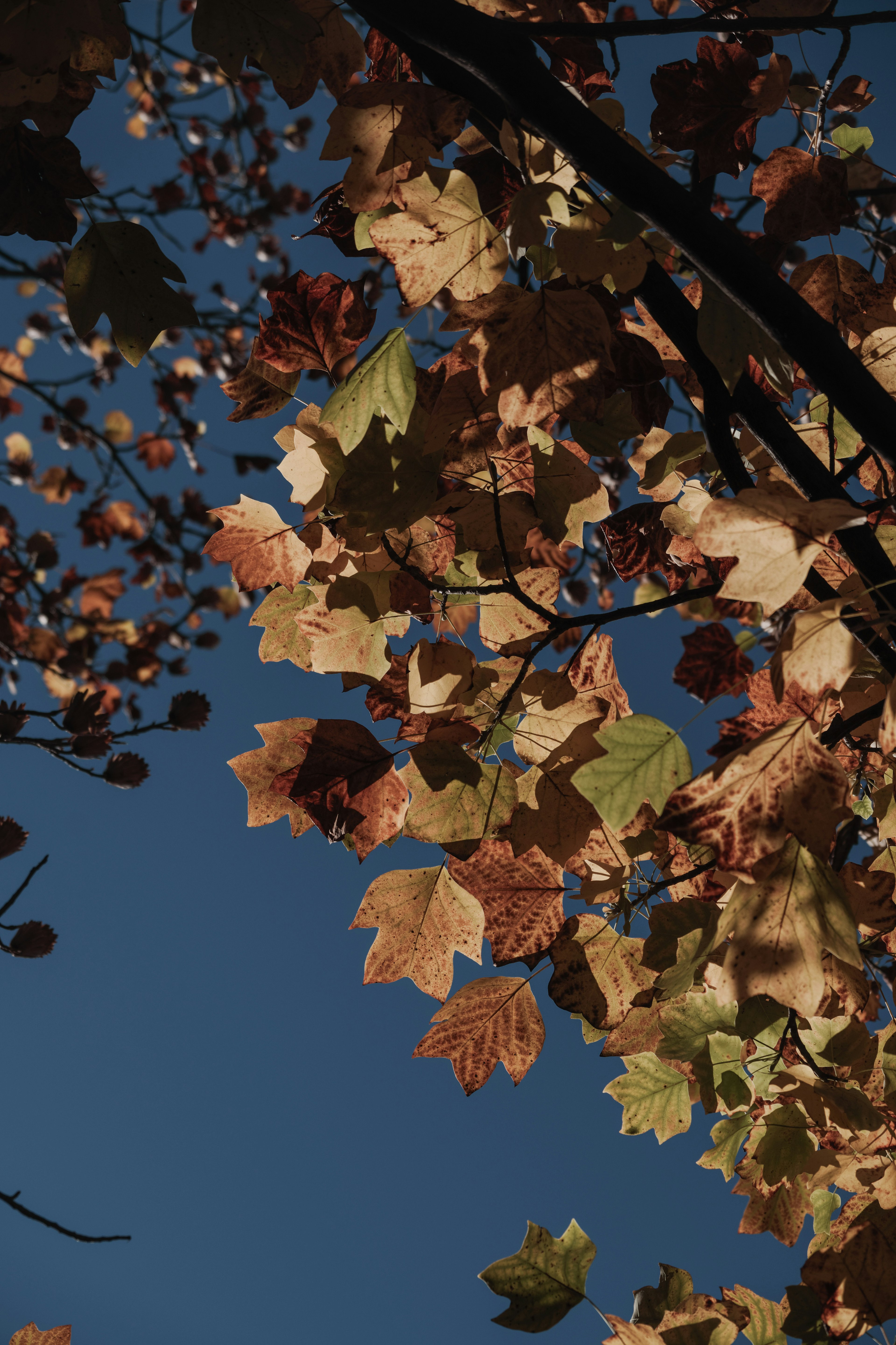 Nahaufnahme von Herbstblättern vor blauem Himmel