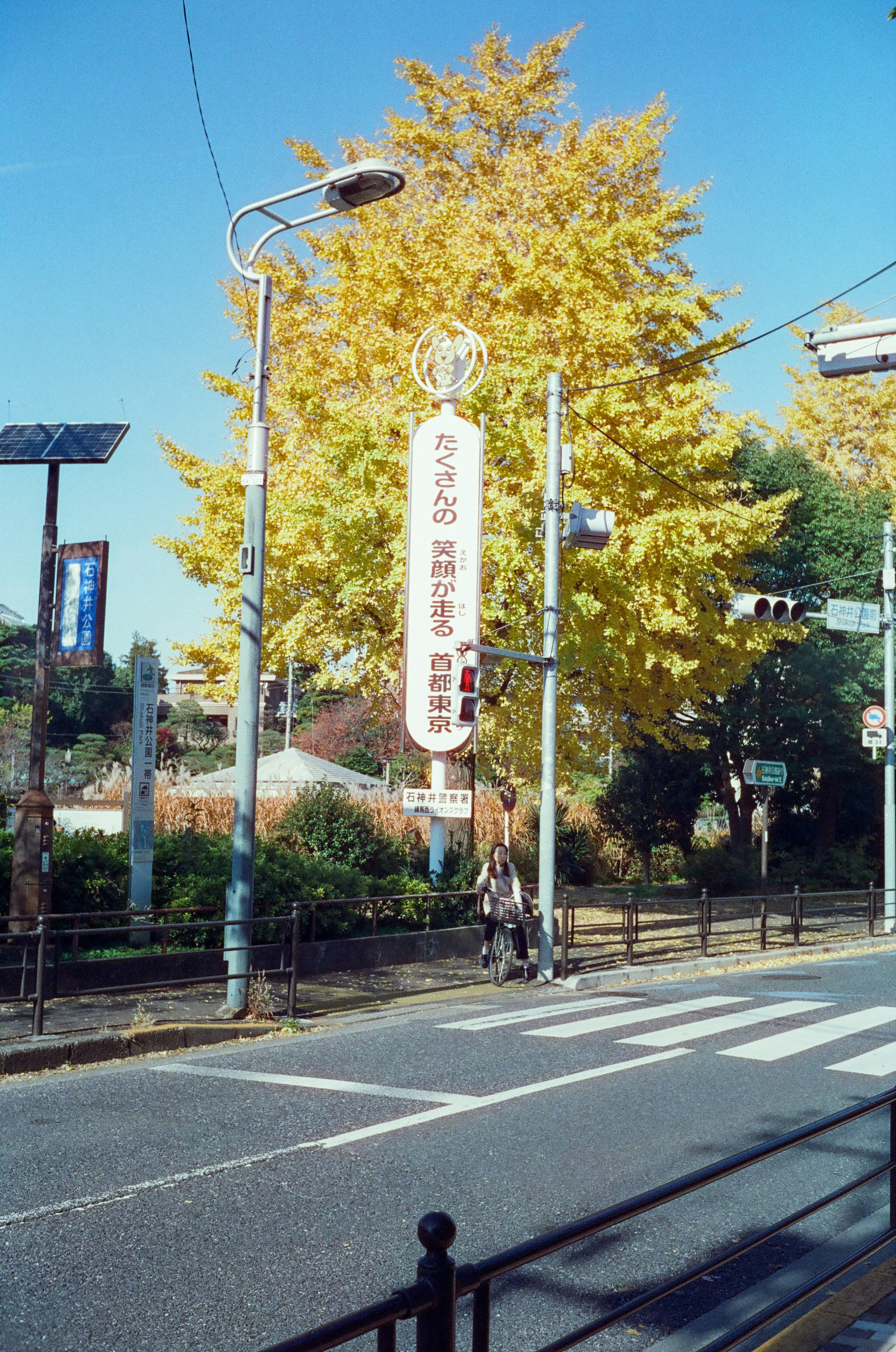 街路樹の黄色い葉と交通標識がある風景