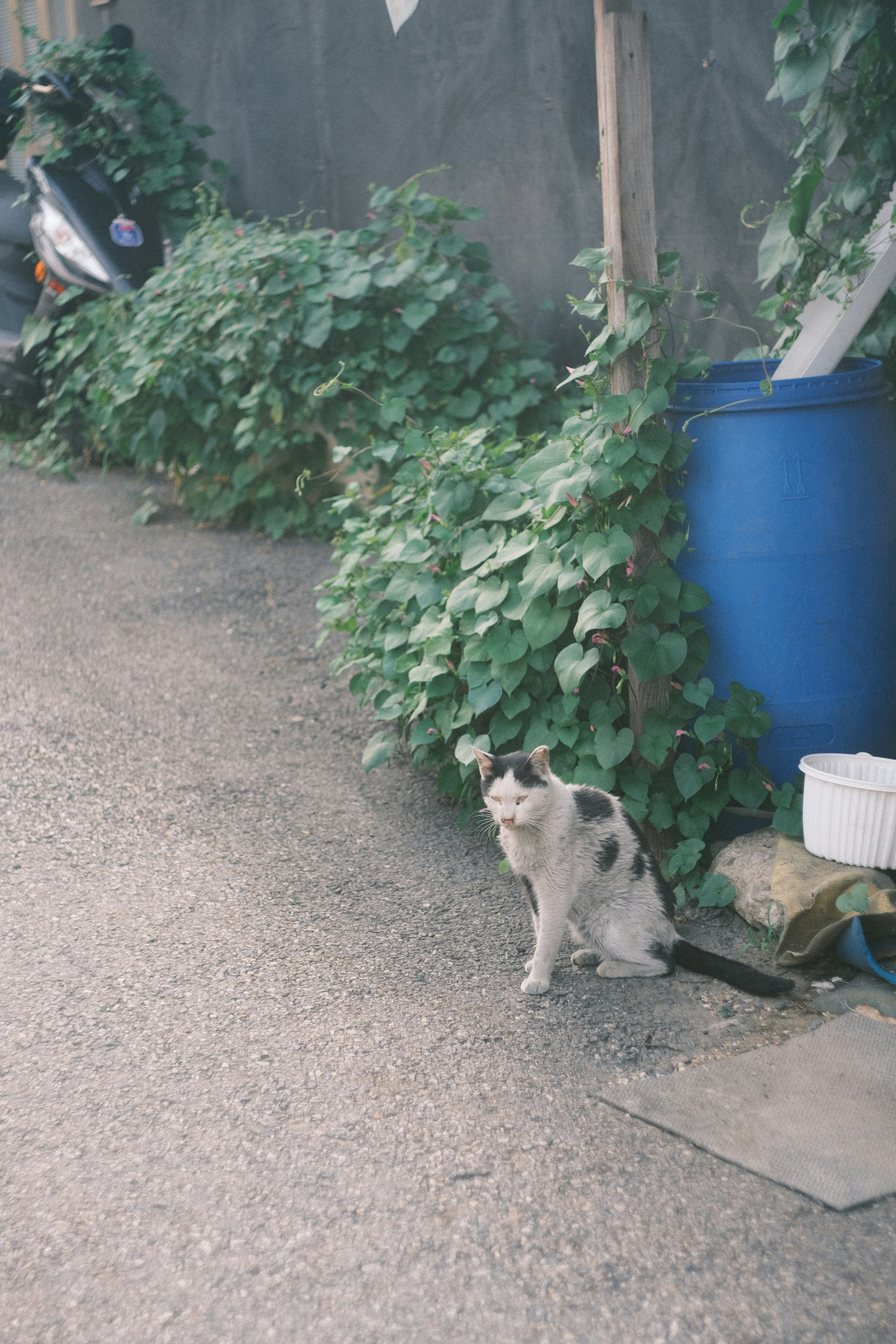 A cat sitting near bushes in an alley scene