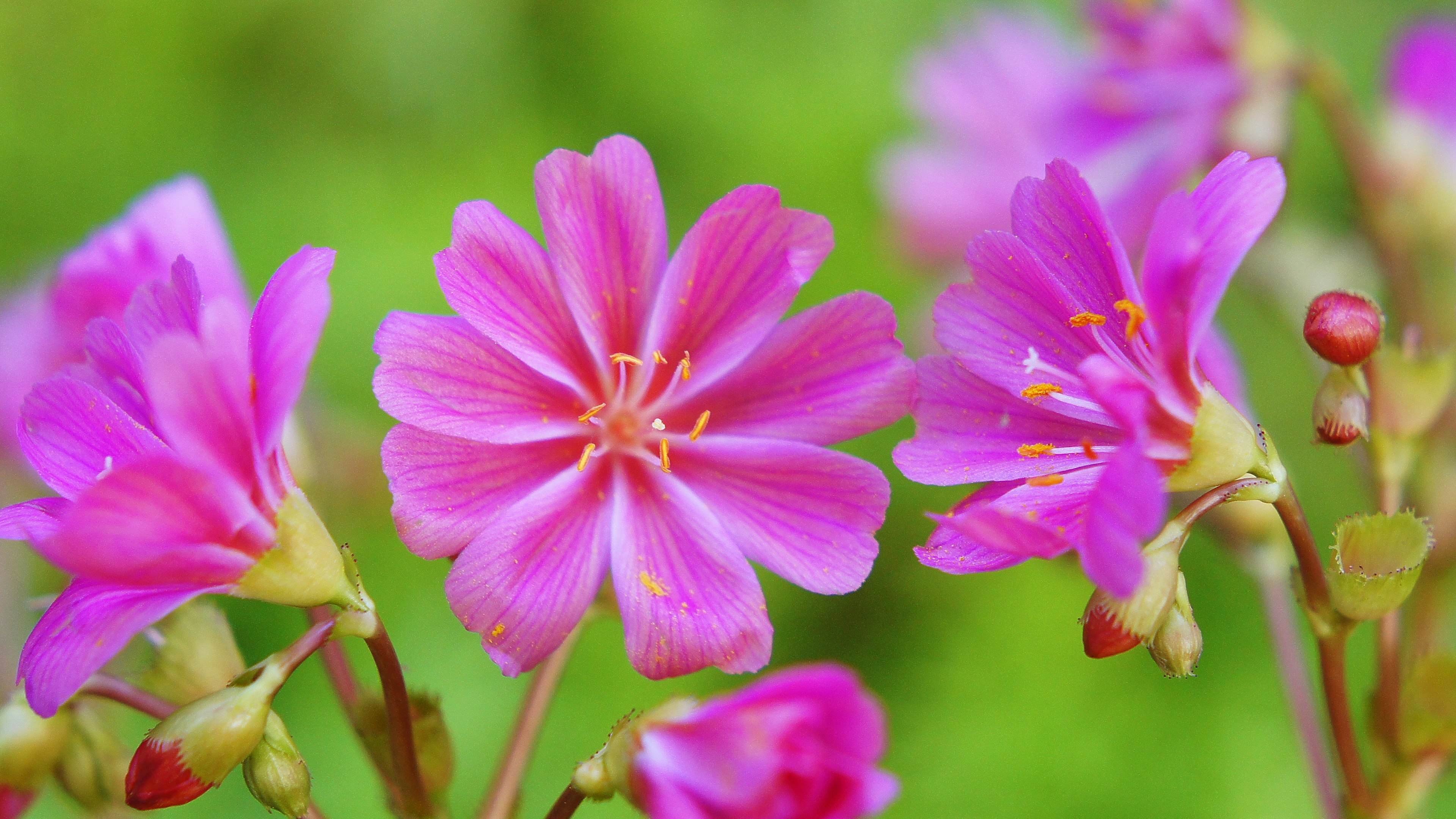 美しいピンクの花が咲いている緑の背景