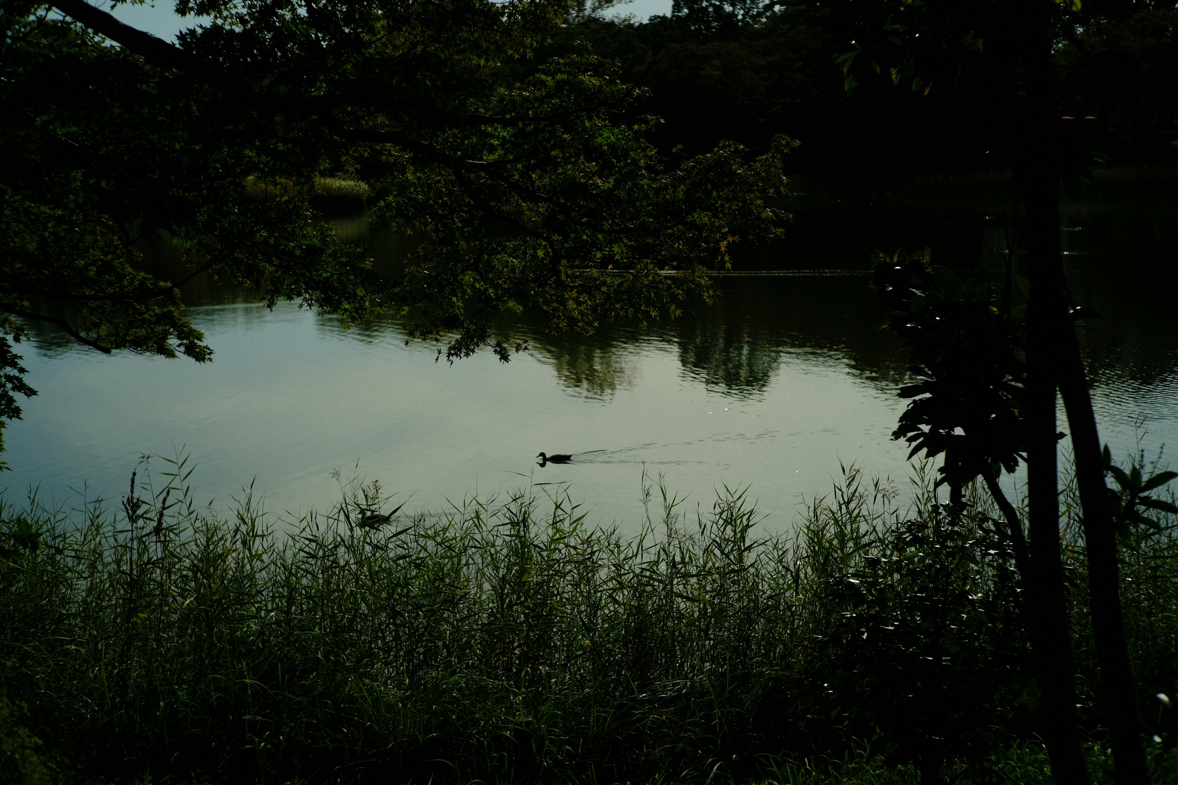 A serene lake with an animal swimming and lush greenery surrounding