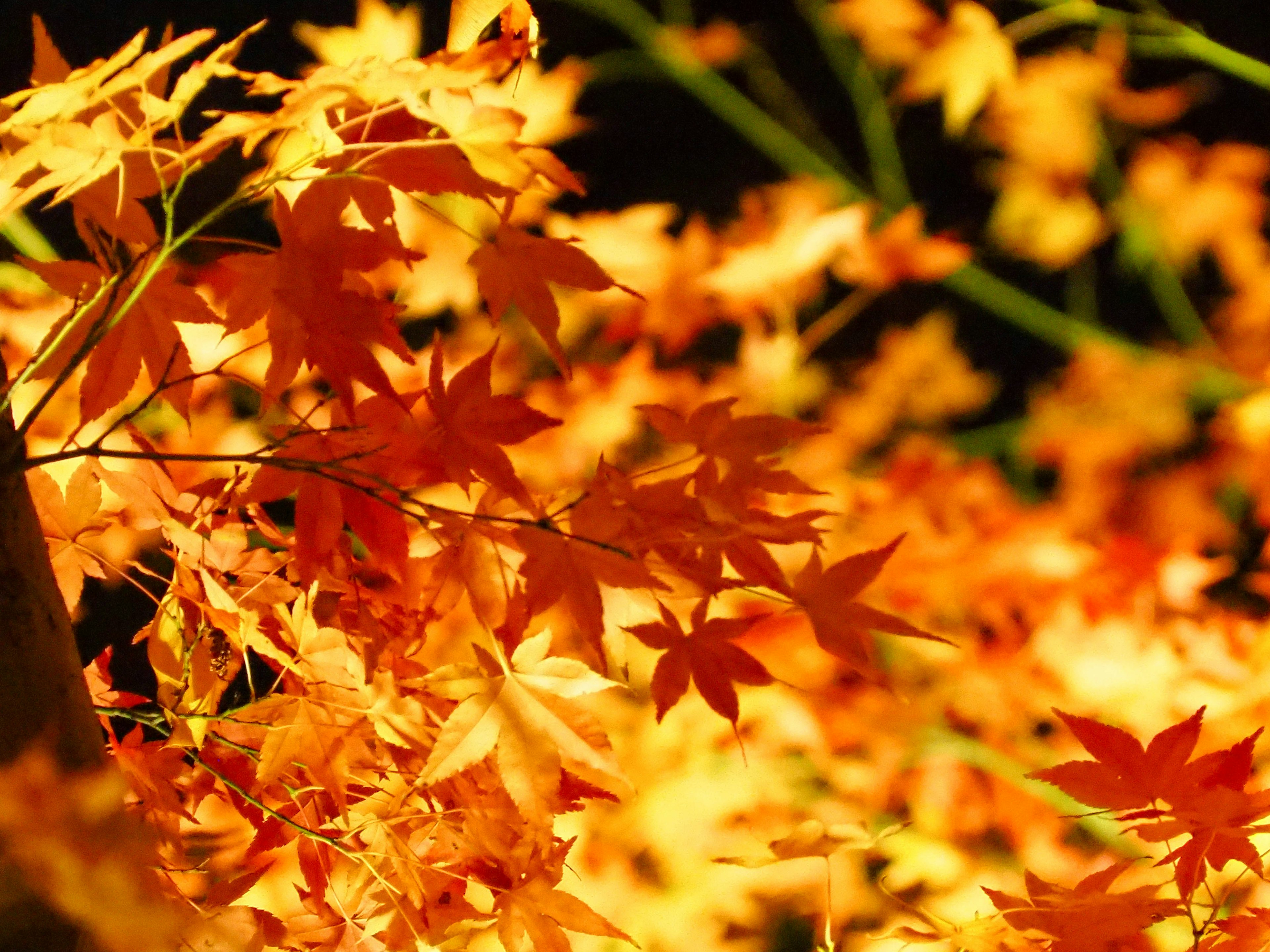 Feuilles d'érable orange vif remplissant le paysage d'automne