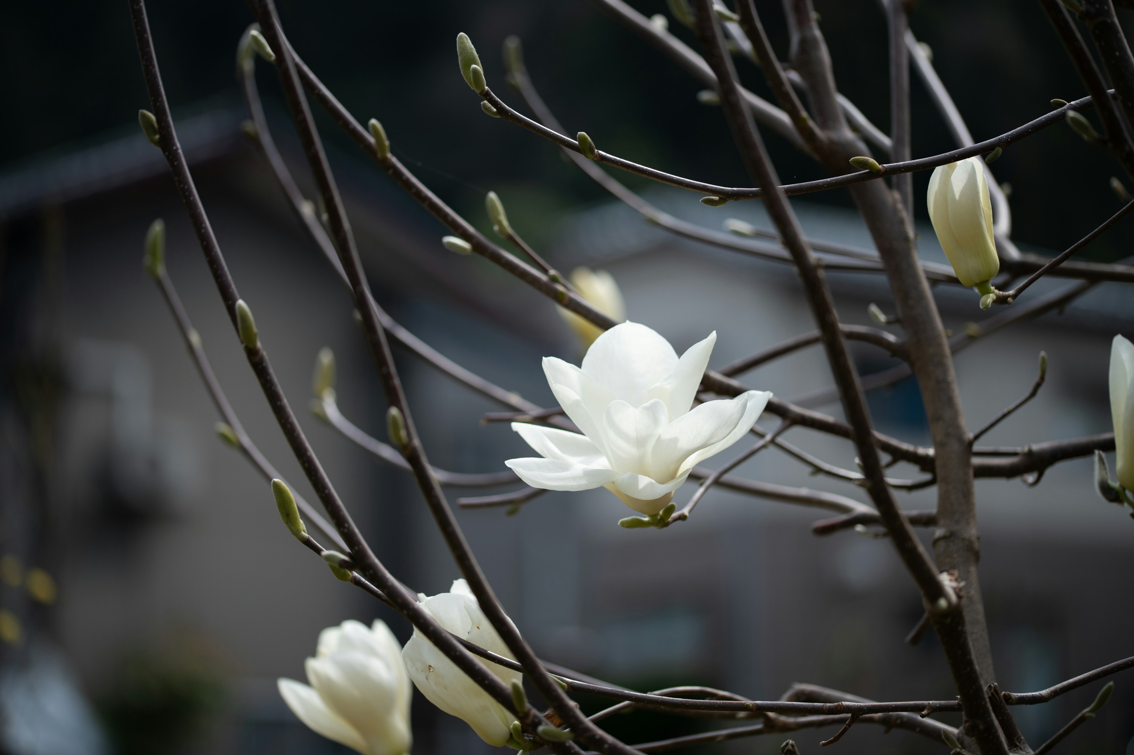 Close-up of a flowering branch with white blossoms blurred house in the background