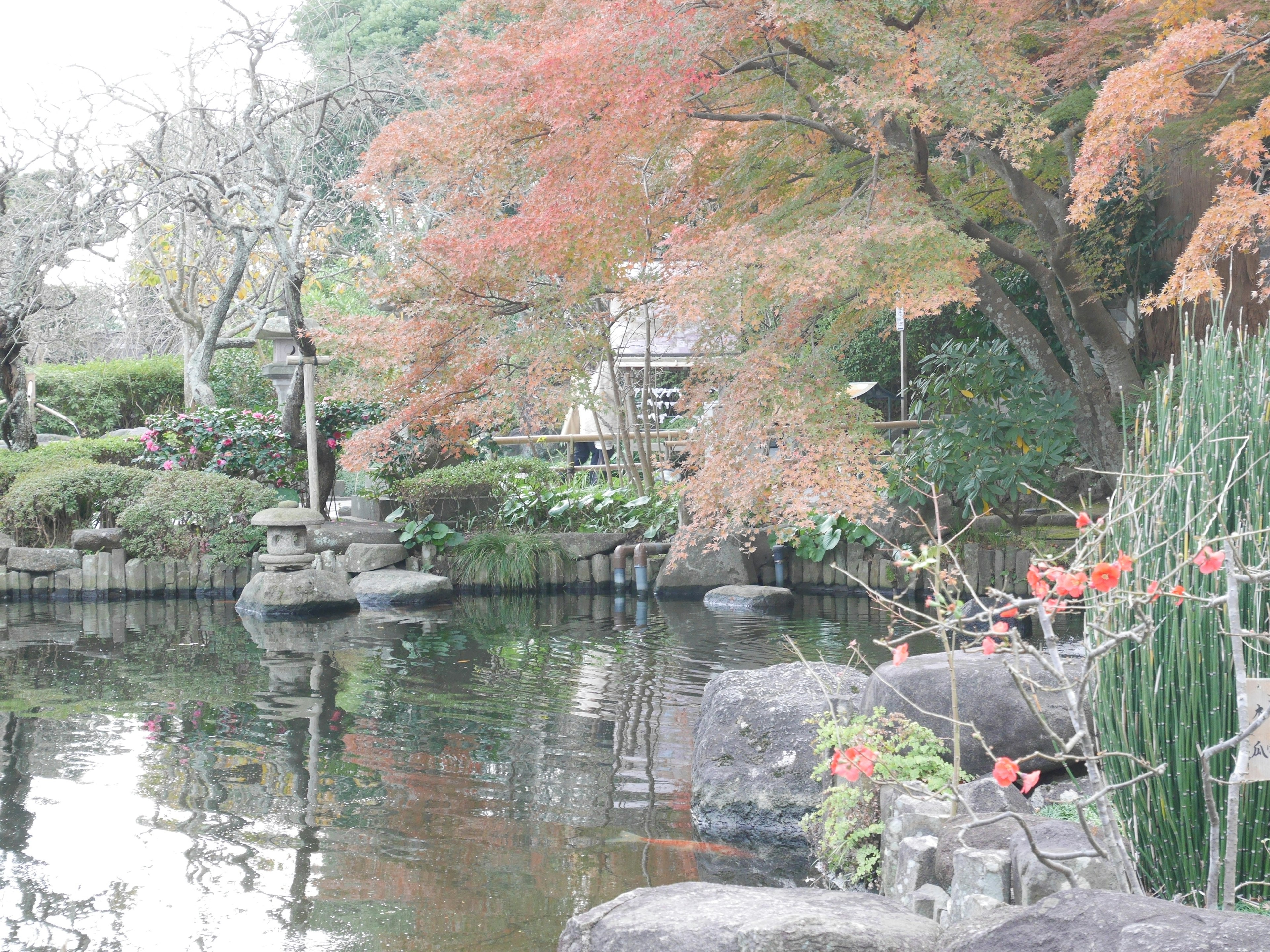 Tranquil garden pond reflecting autumn foliage