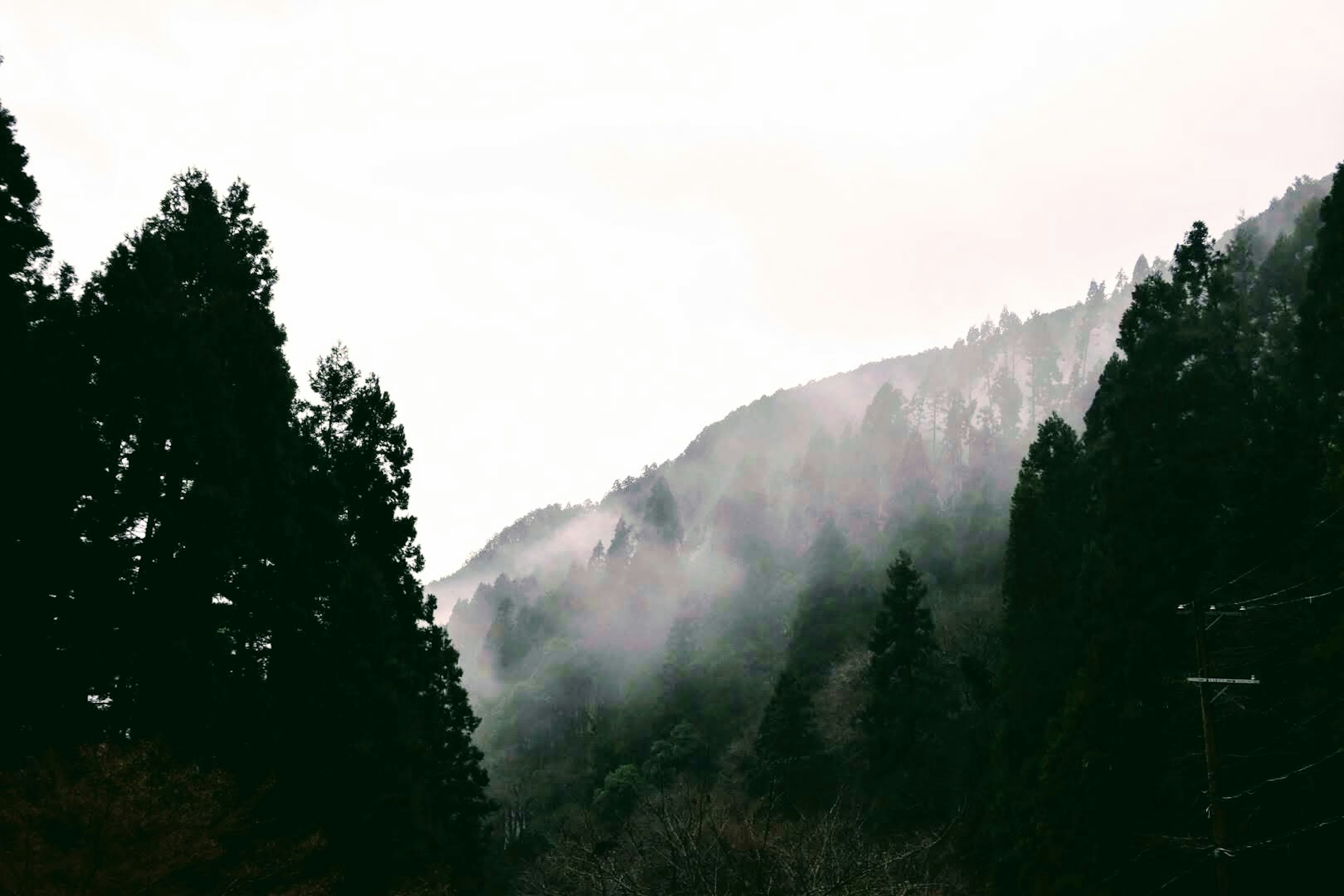 Paisaje de montañas y bosque brumoso