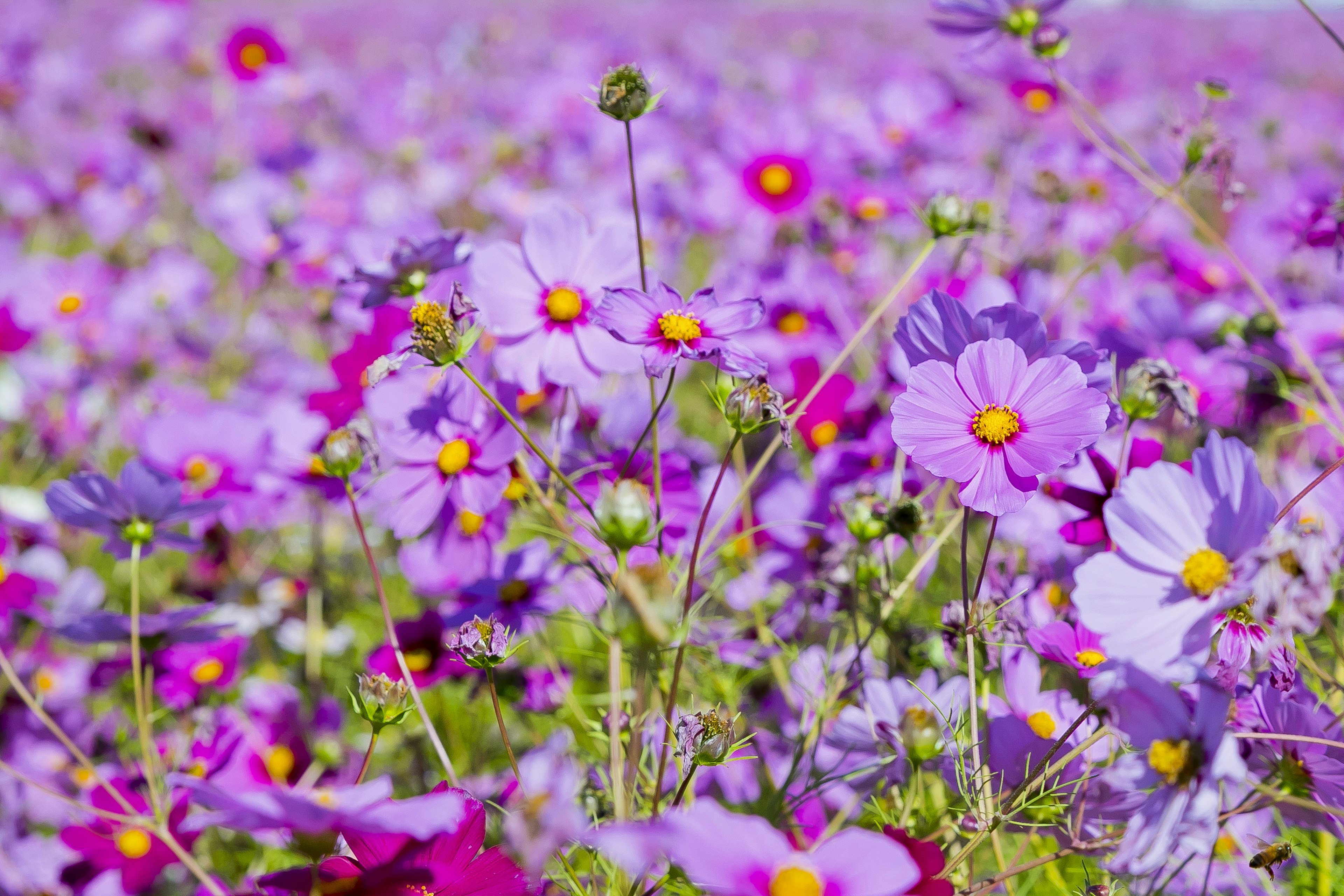 Nahaufnahme eines lebhaften Feldes mit lila Kosmosblumen