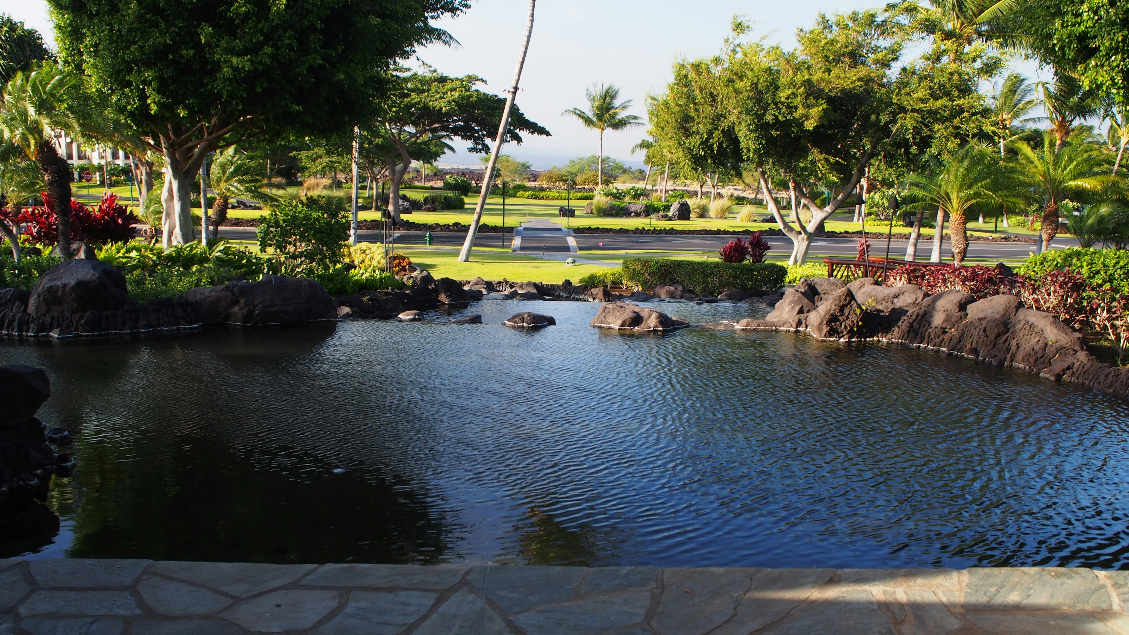 A serene pond surrounded by lush greenery and tropical plants