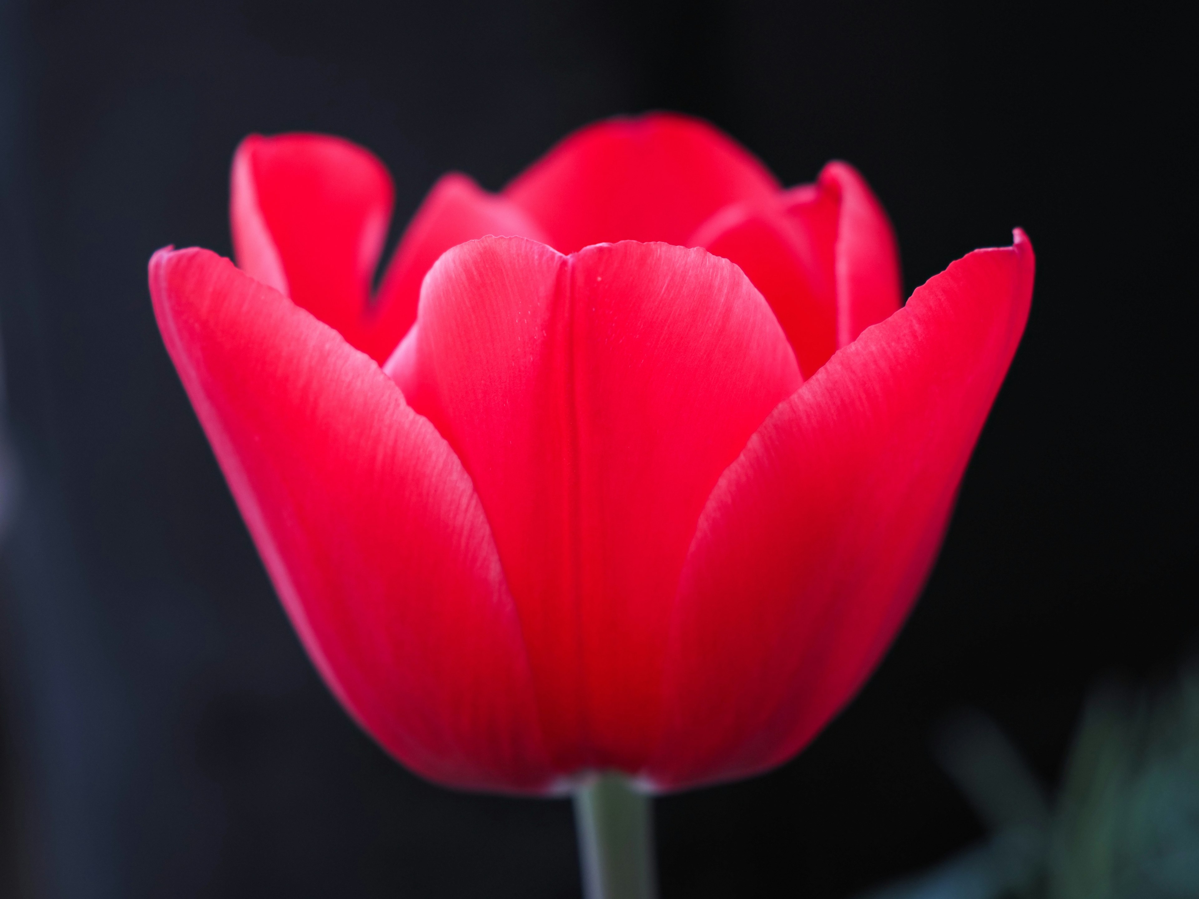 Bunga tulip merah cerah menonjol di latar belakang hitam