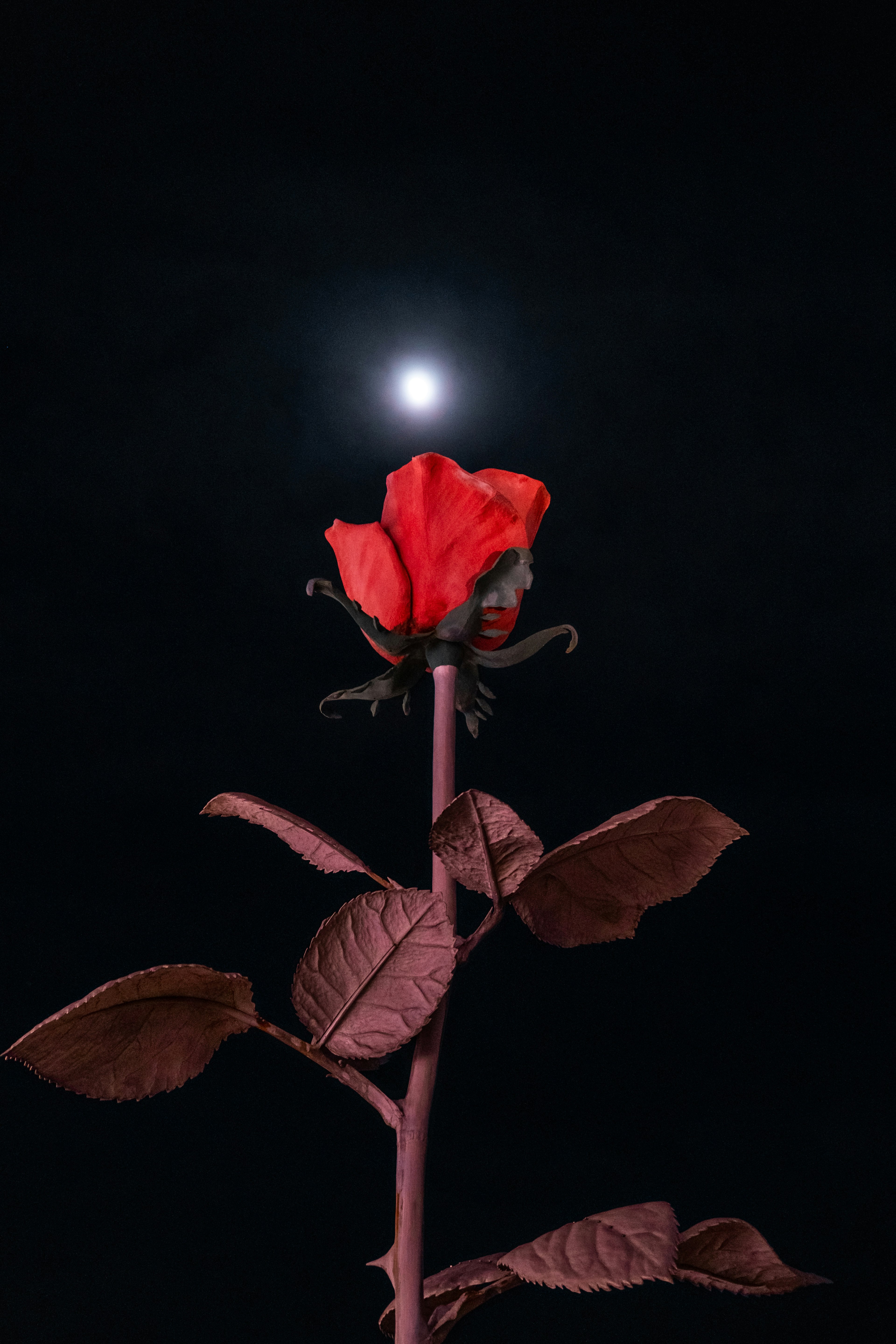 A red rose illuminated against a black background with a full moon