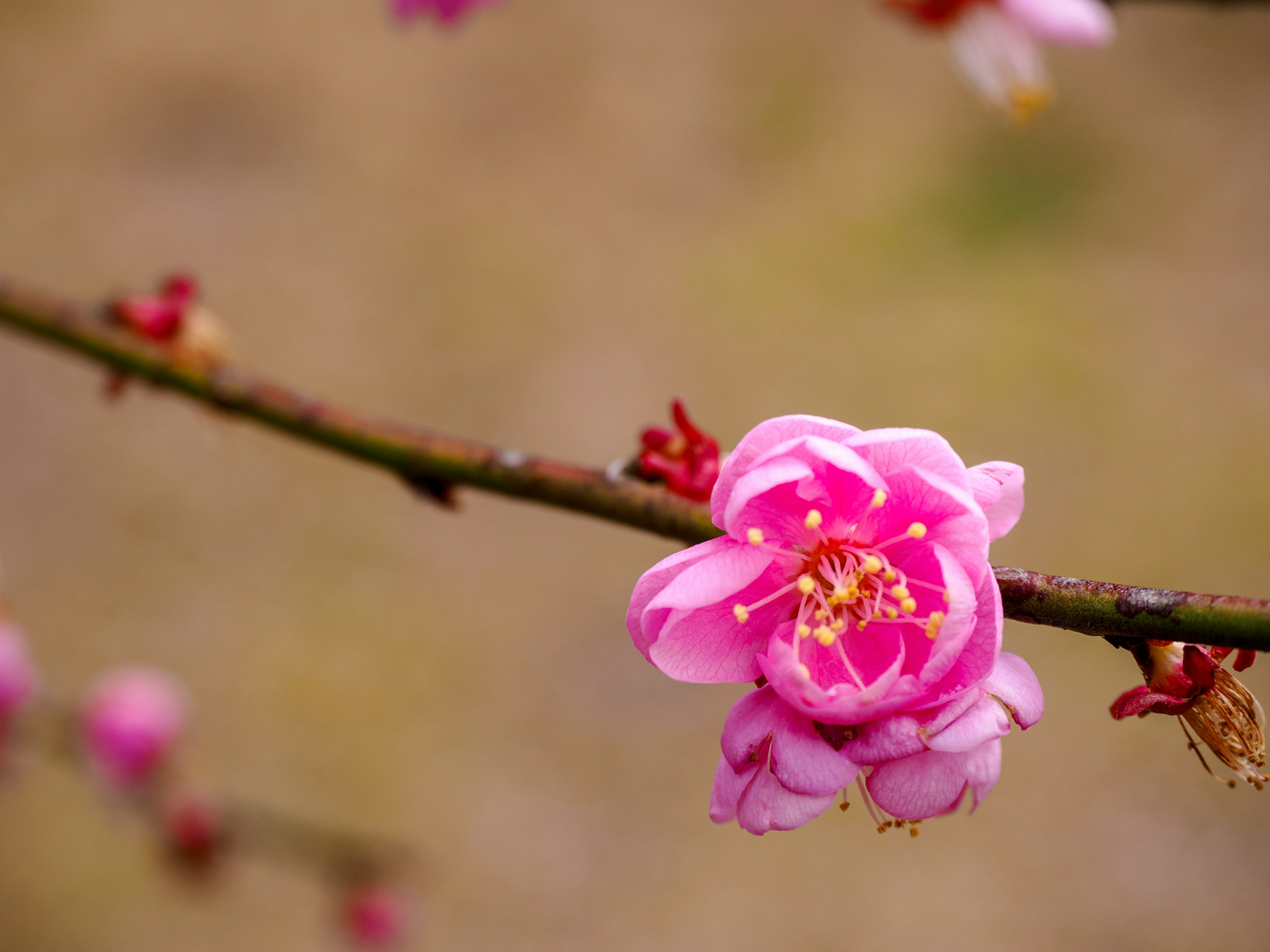 Primo piano di un fiore rosa che sboccia su un ramo