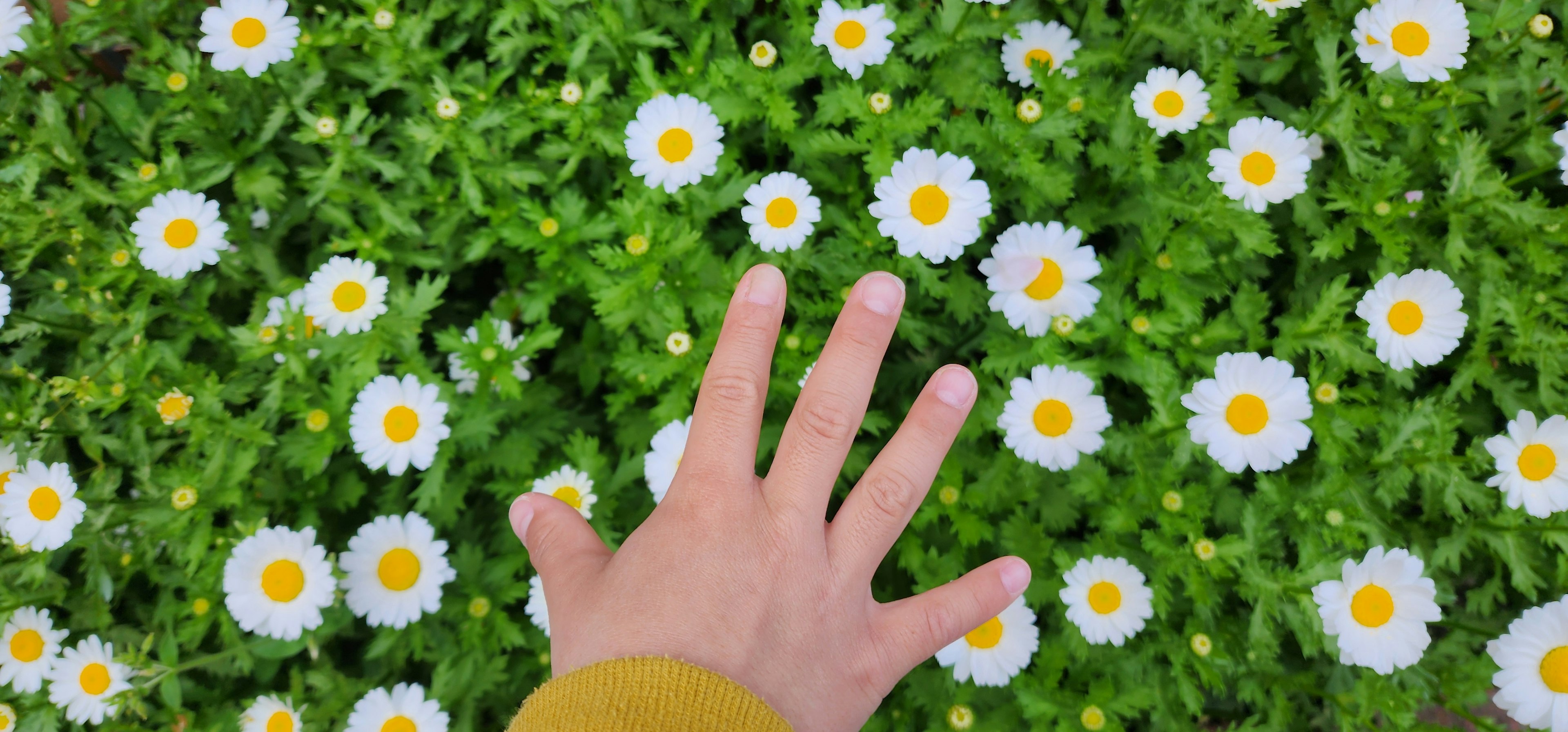 Una mano tocando flores blancas con centros amarillos sobre un fondo verde