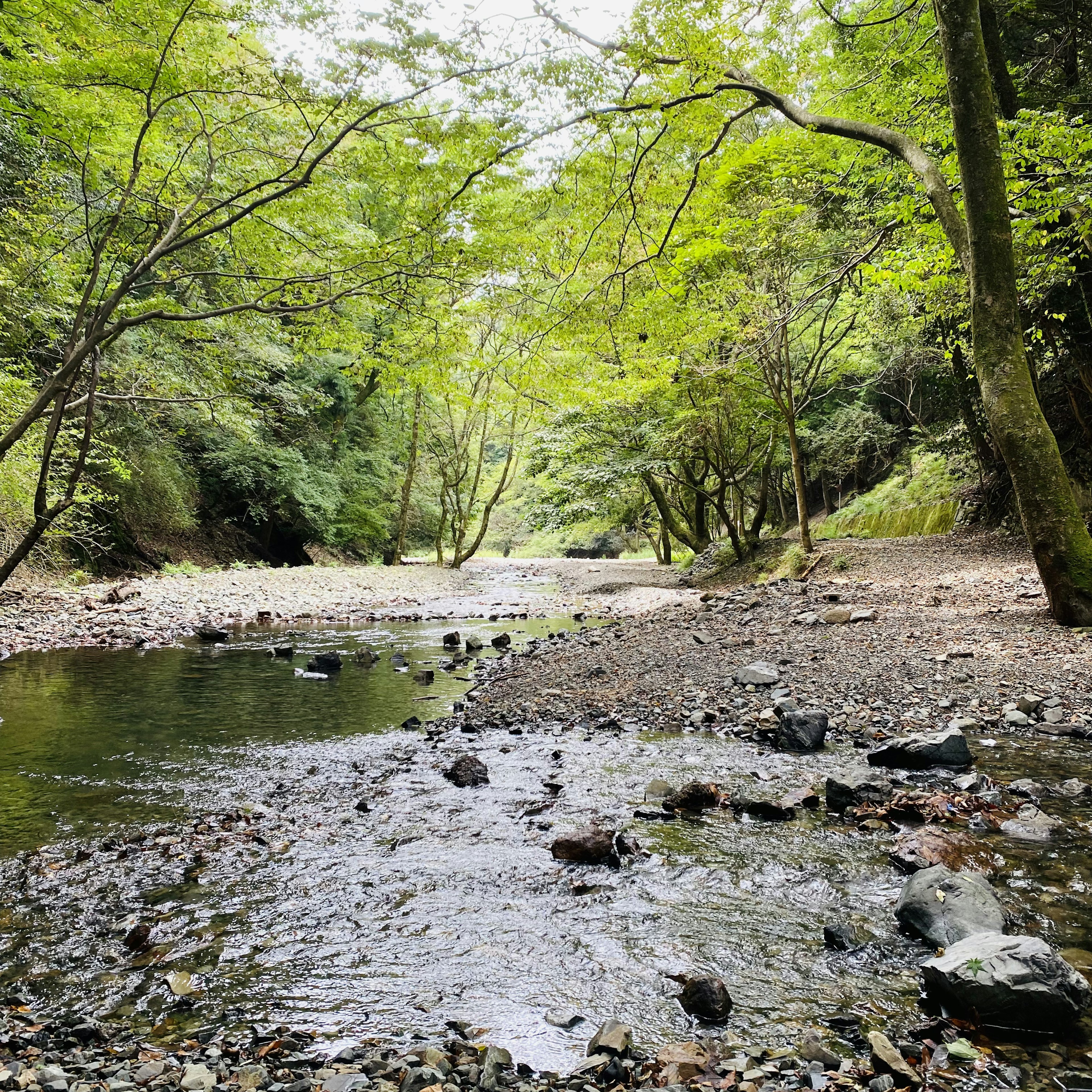 緑に囲まれた小川の風景、石が点在する河原、静かな自然の景観