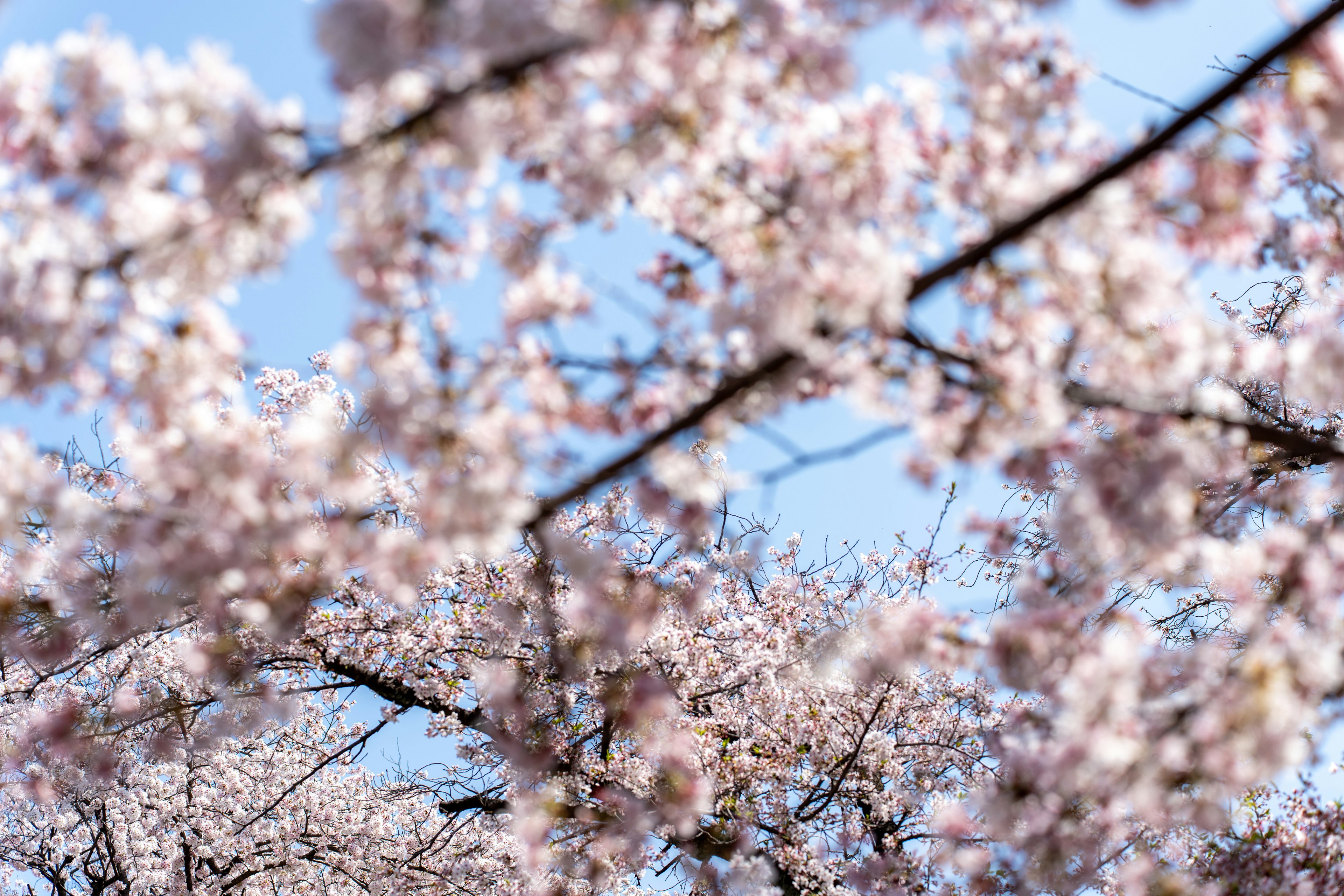 Close-up bunga sakura dan cabang di bawah langit biru