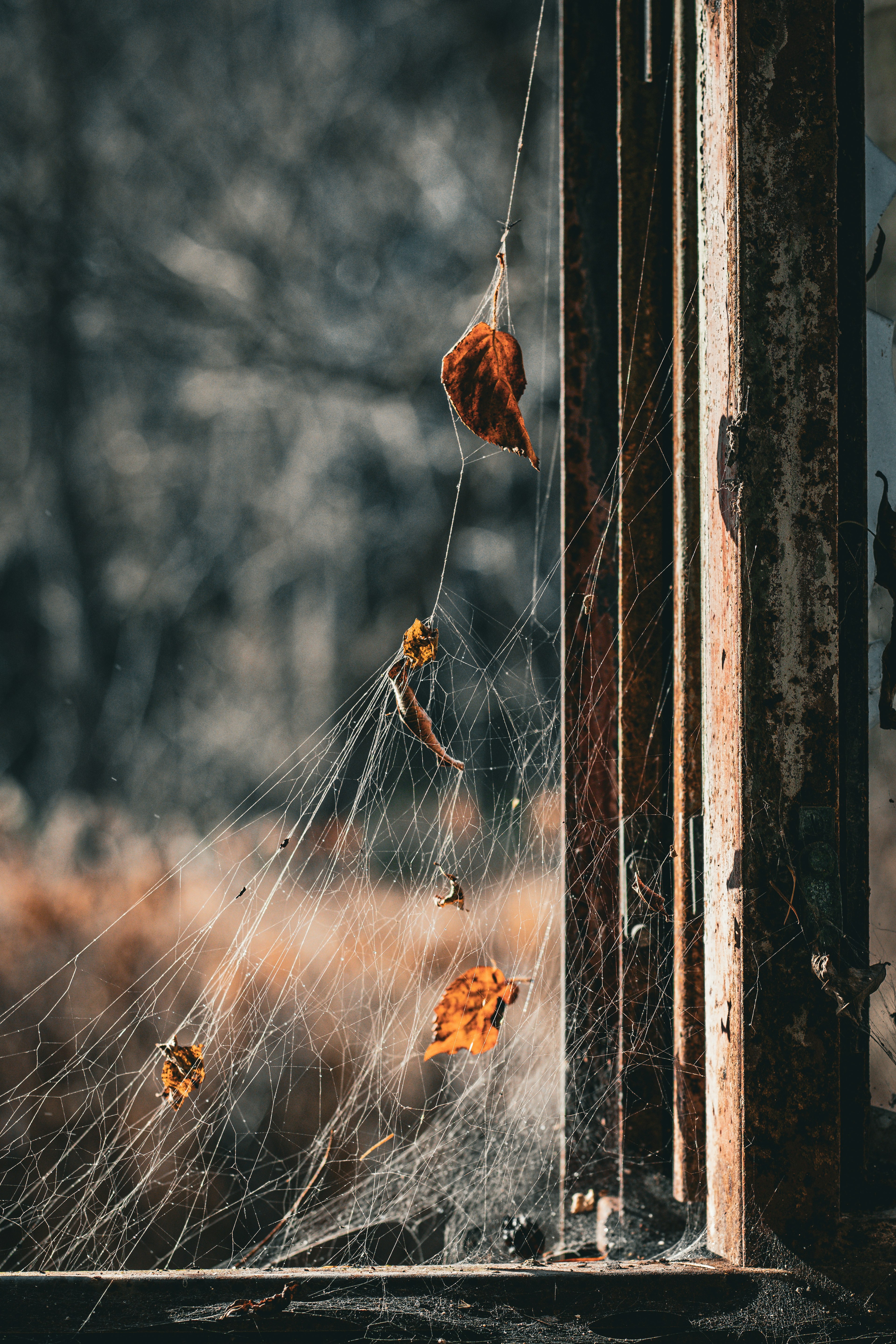 Photo of a spider web with dried leaves outside a window