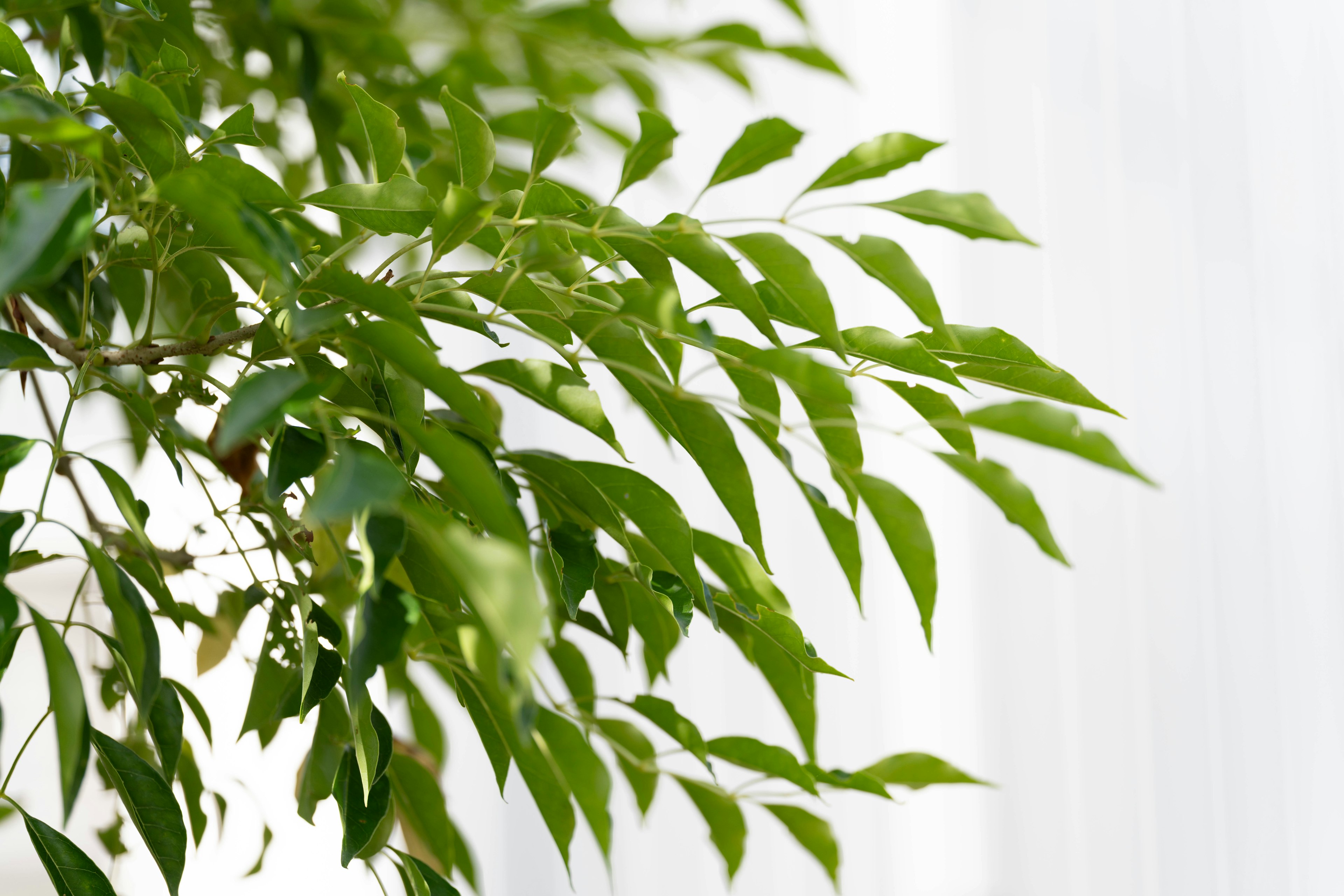 Close-up of lush green leaves from a plant against a white background