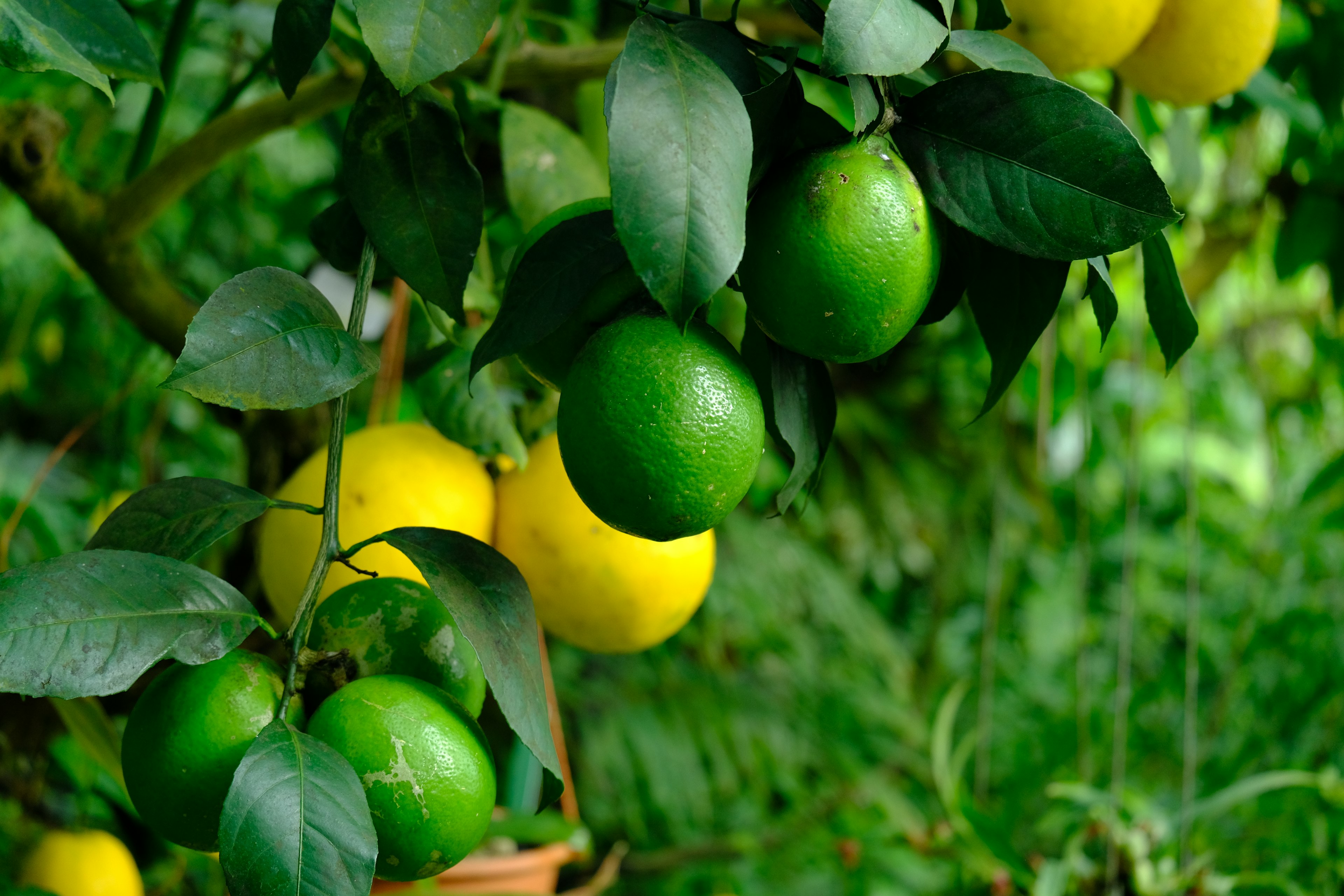 Frutas cítricas verdes y amarillas creciendo en una rama de árbol