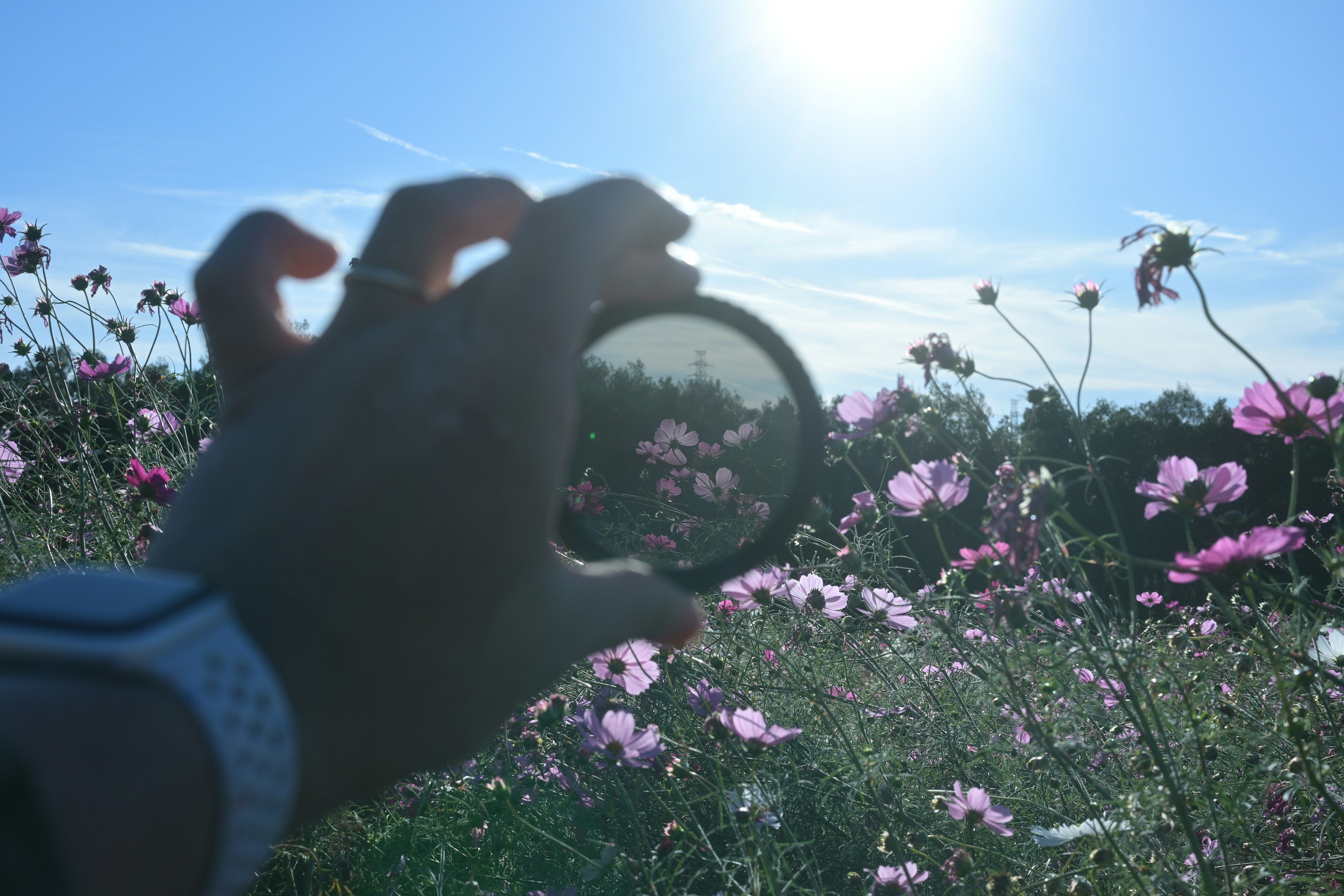 Hand holding a filter over a field of flowers with sunlight