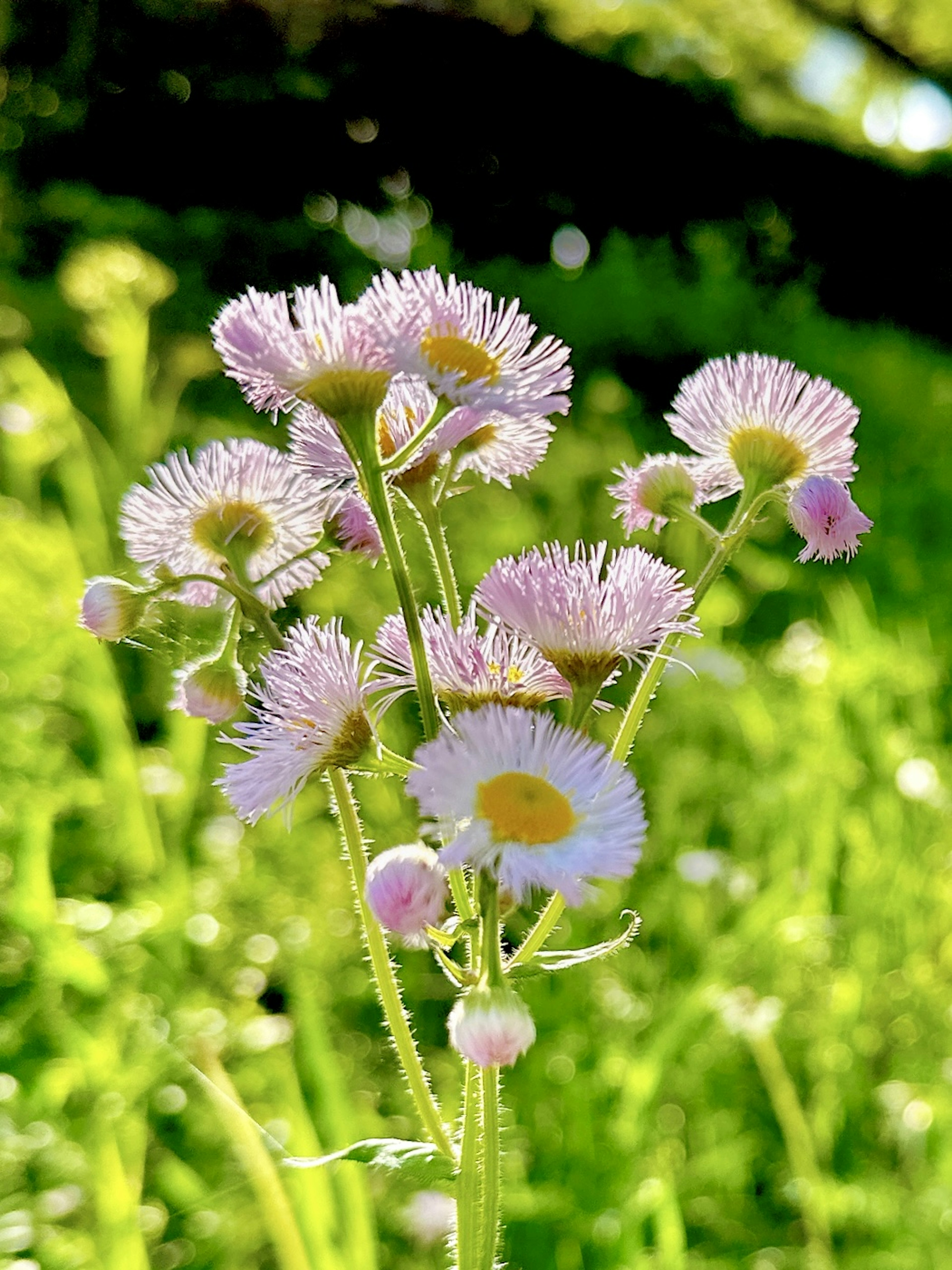 A bouquet of delicate pink flowers with a vibrant green background