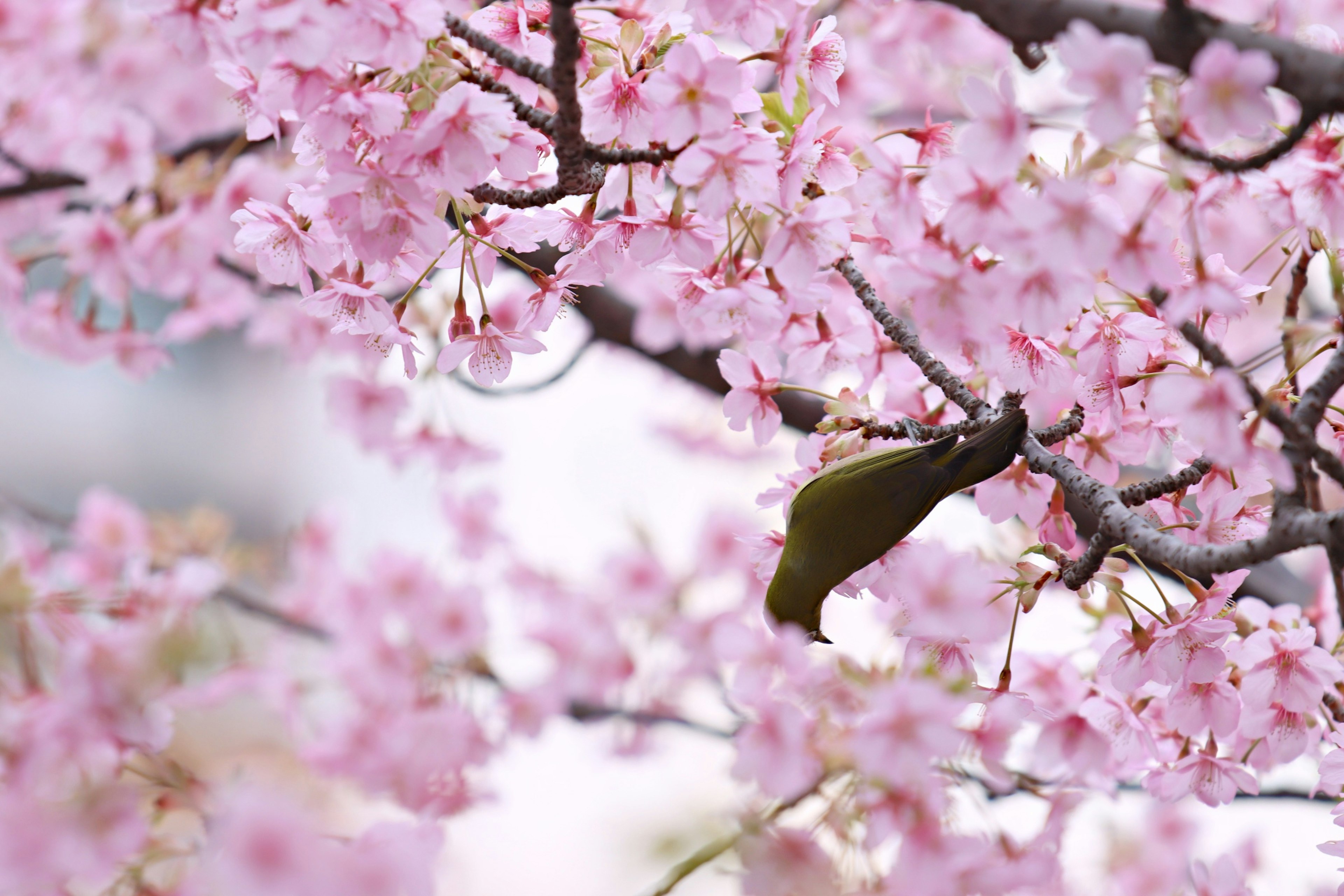 Beautiful view of cherry blossom branches with pink flowers and green leaves