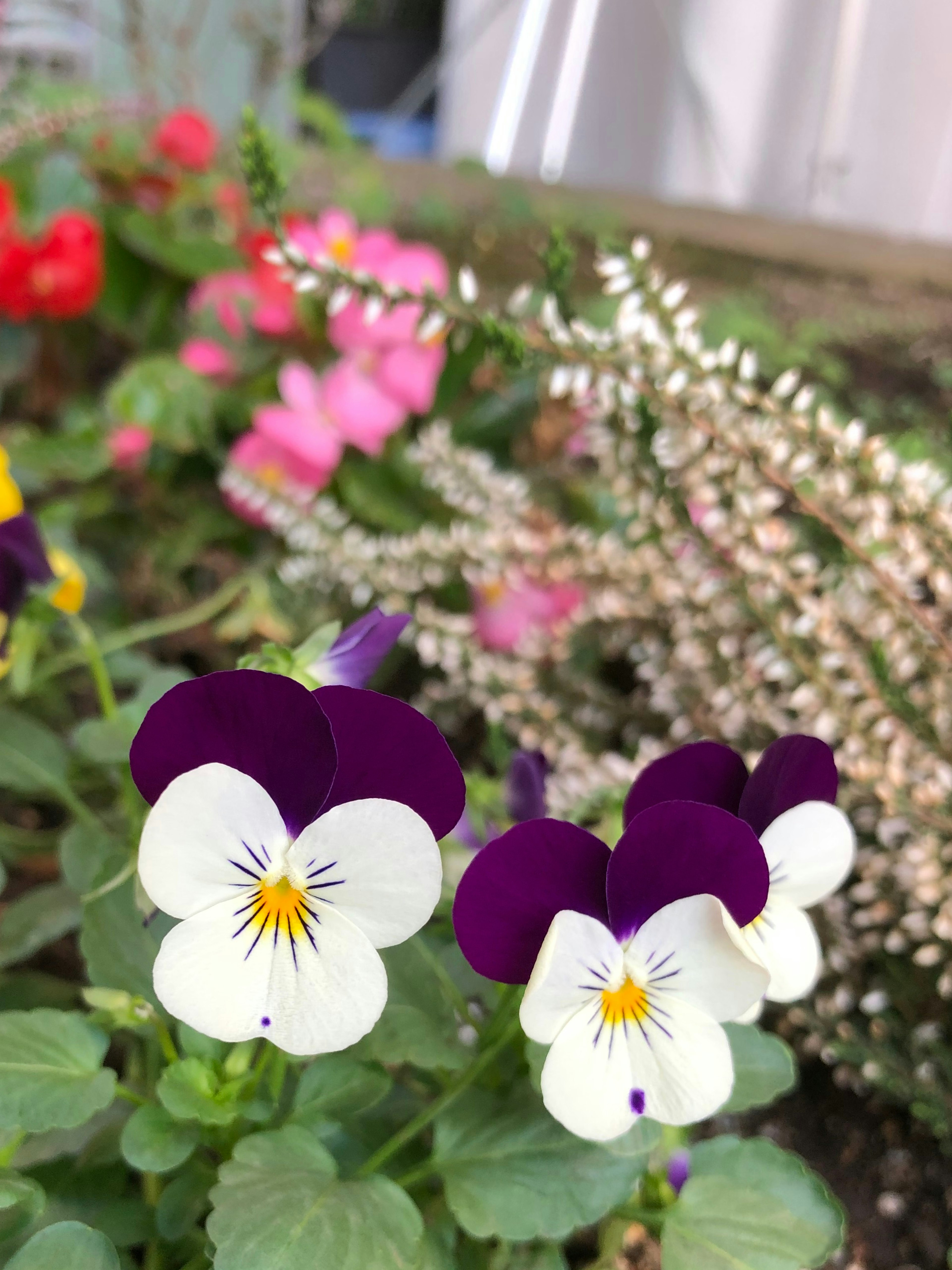 Fiori di viole con petali viola e bianchi che fioriscono in un giardino