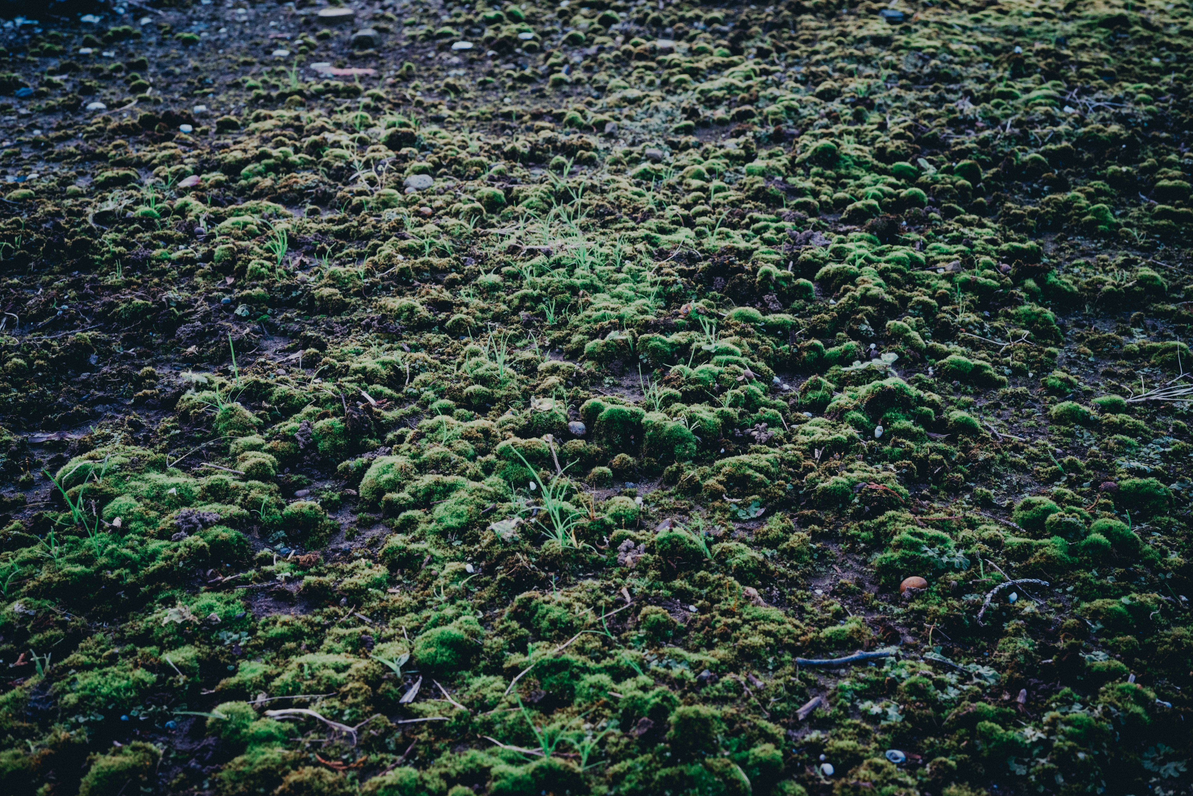 綠色苔蘚覆蓋的地面特寫