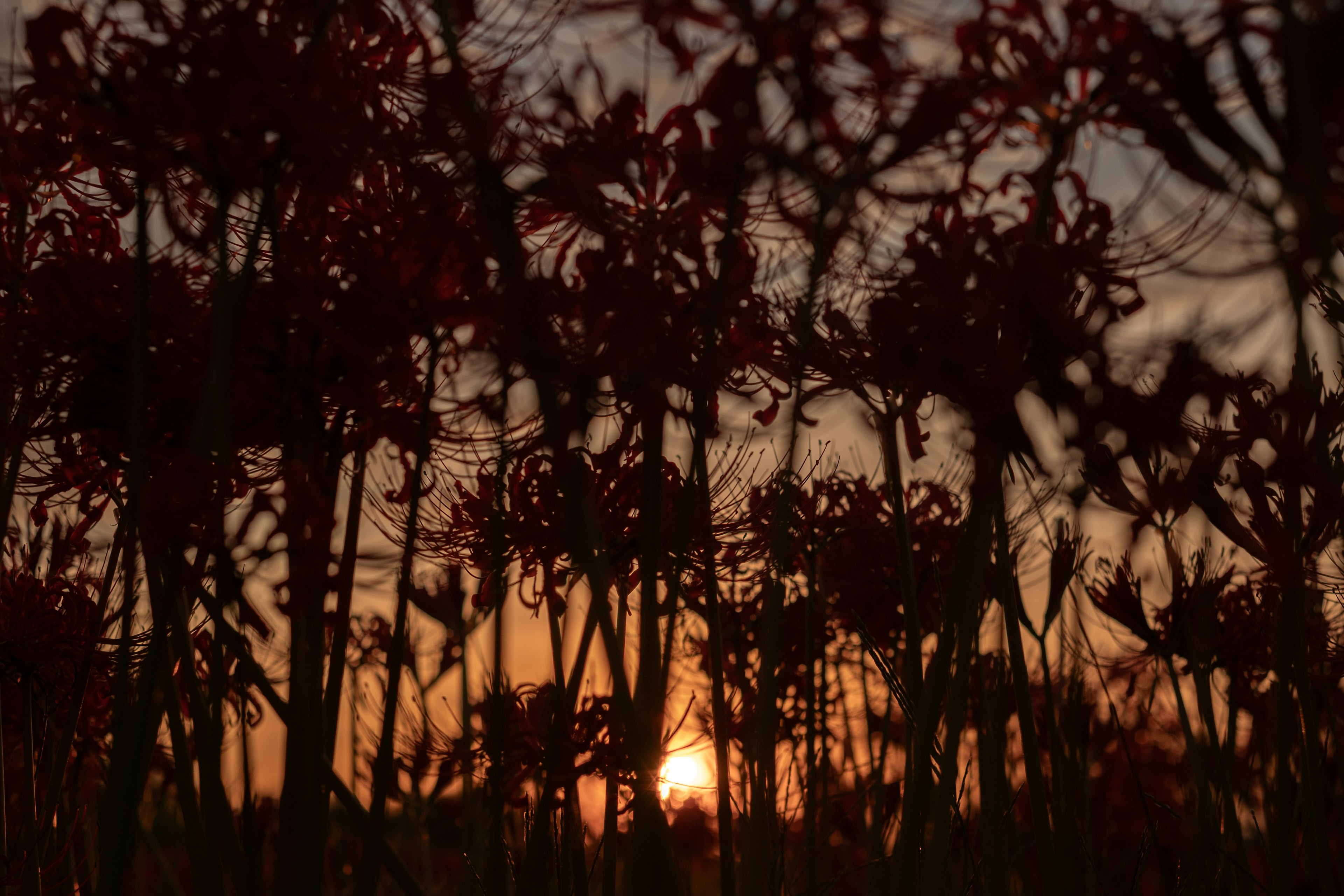 夕日を背景にした赤い花の群れが印象的な風景