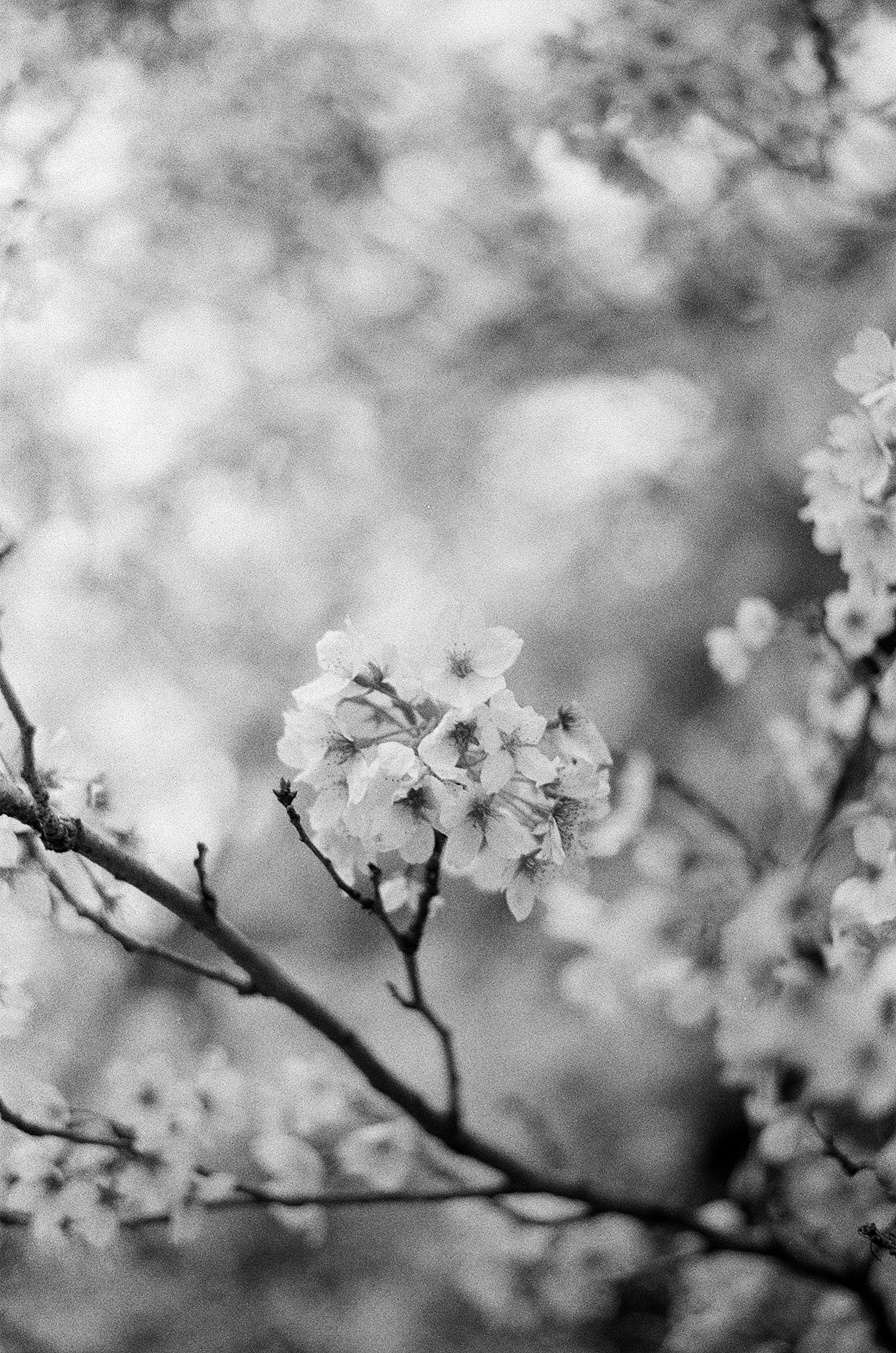 白黒の桜の花が咲いている枝のクローズアップ