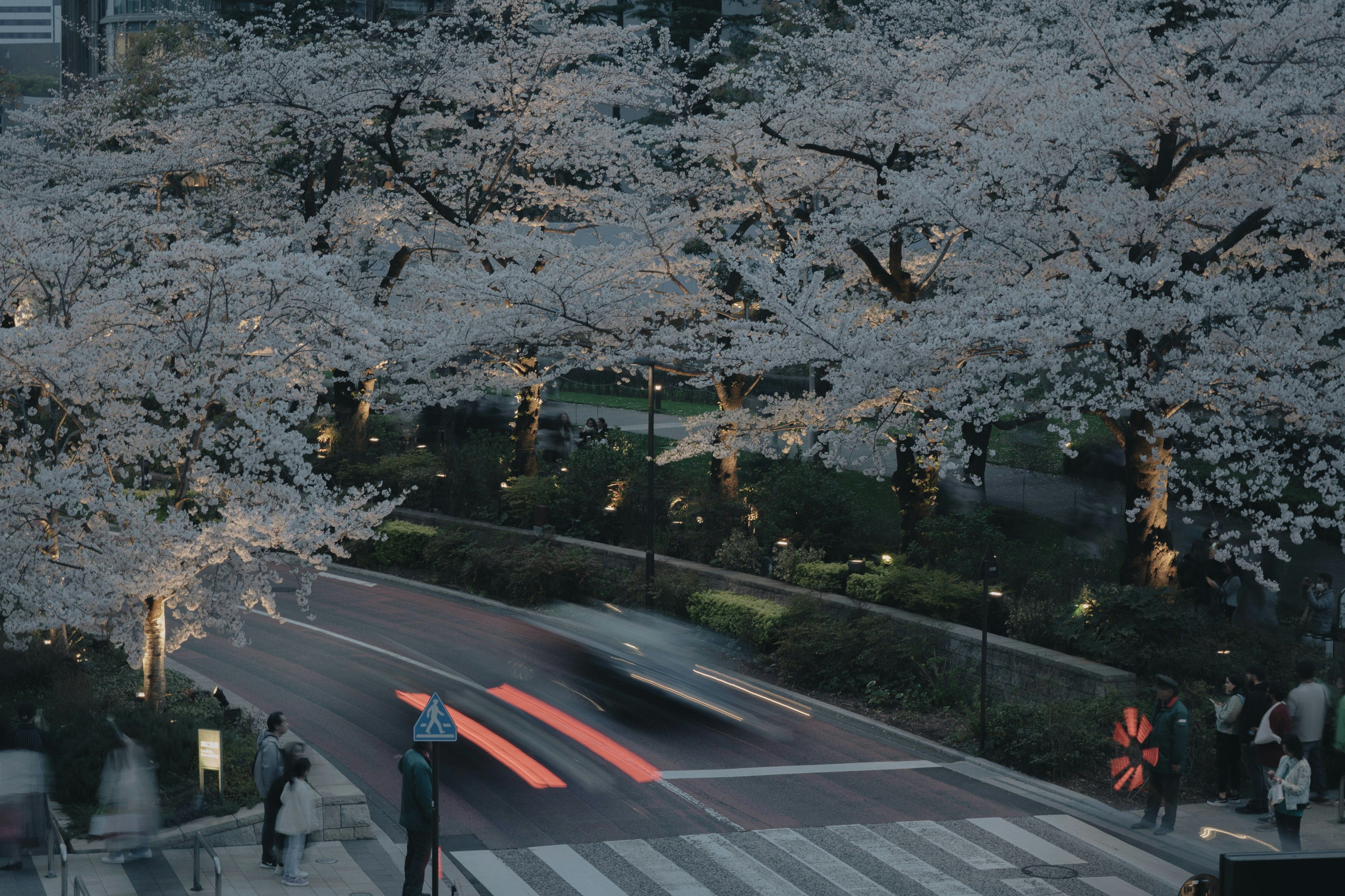 夜桜が咲く街並みに走る車が映る風景