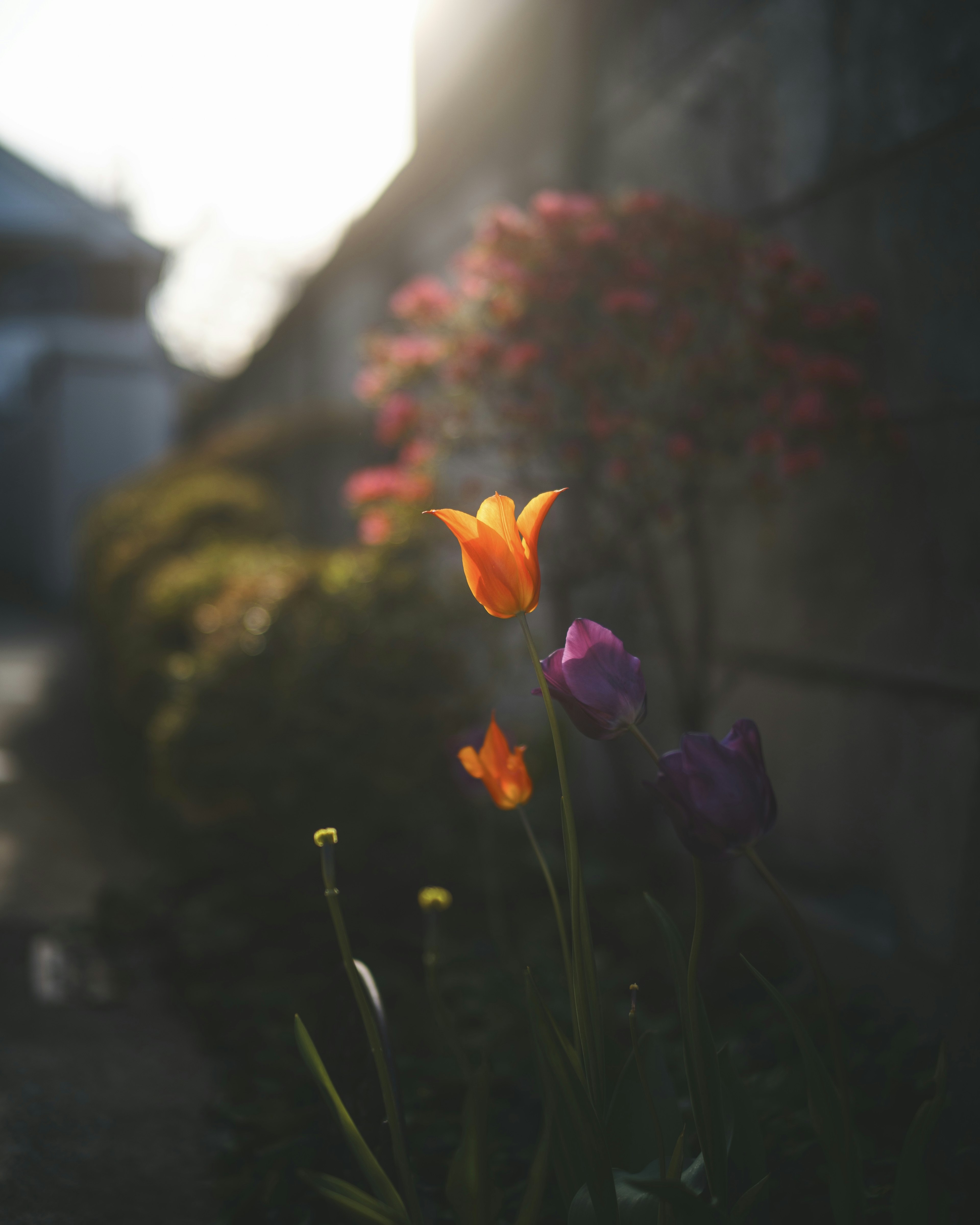 色とりどりのチューリップが咲いている庭の風景