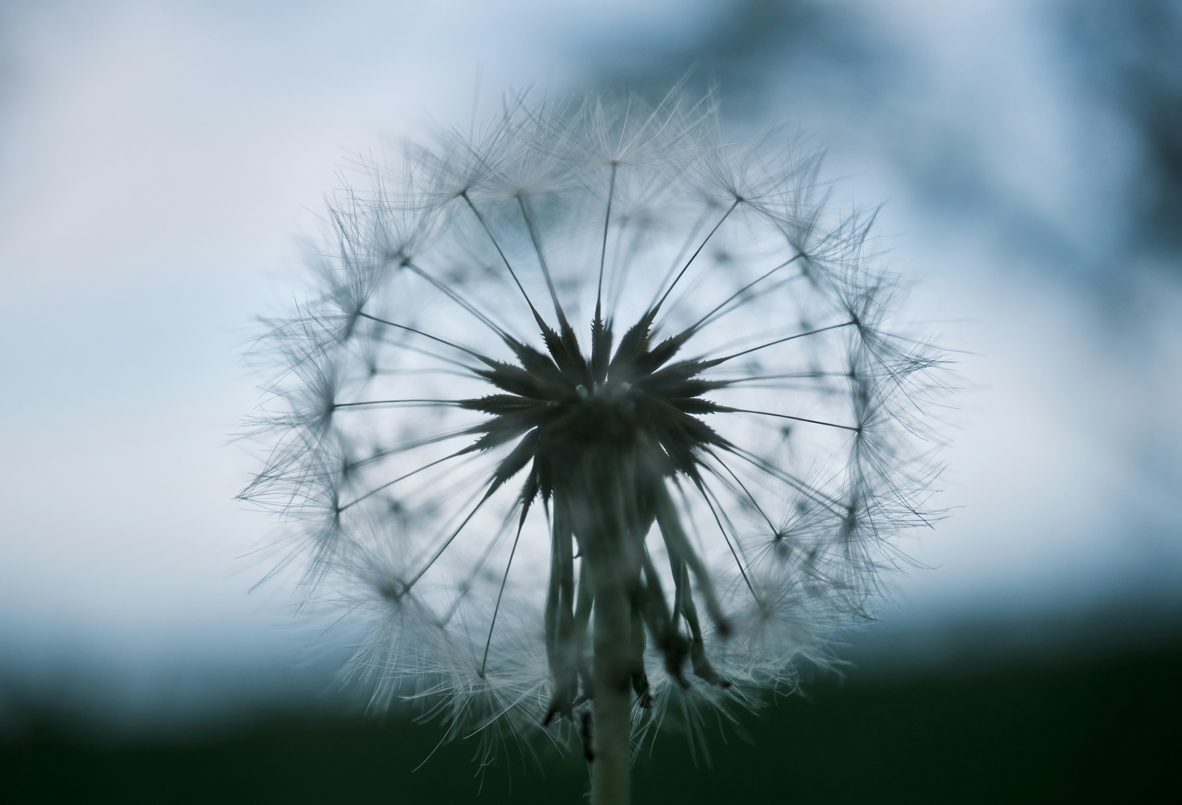 Close-up of a dandelion seed head swaying in the wind