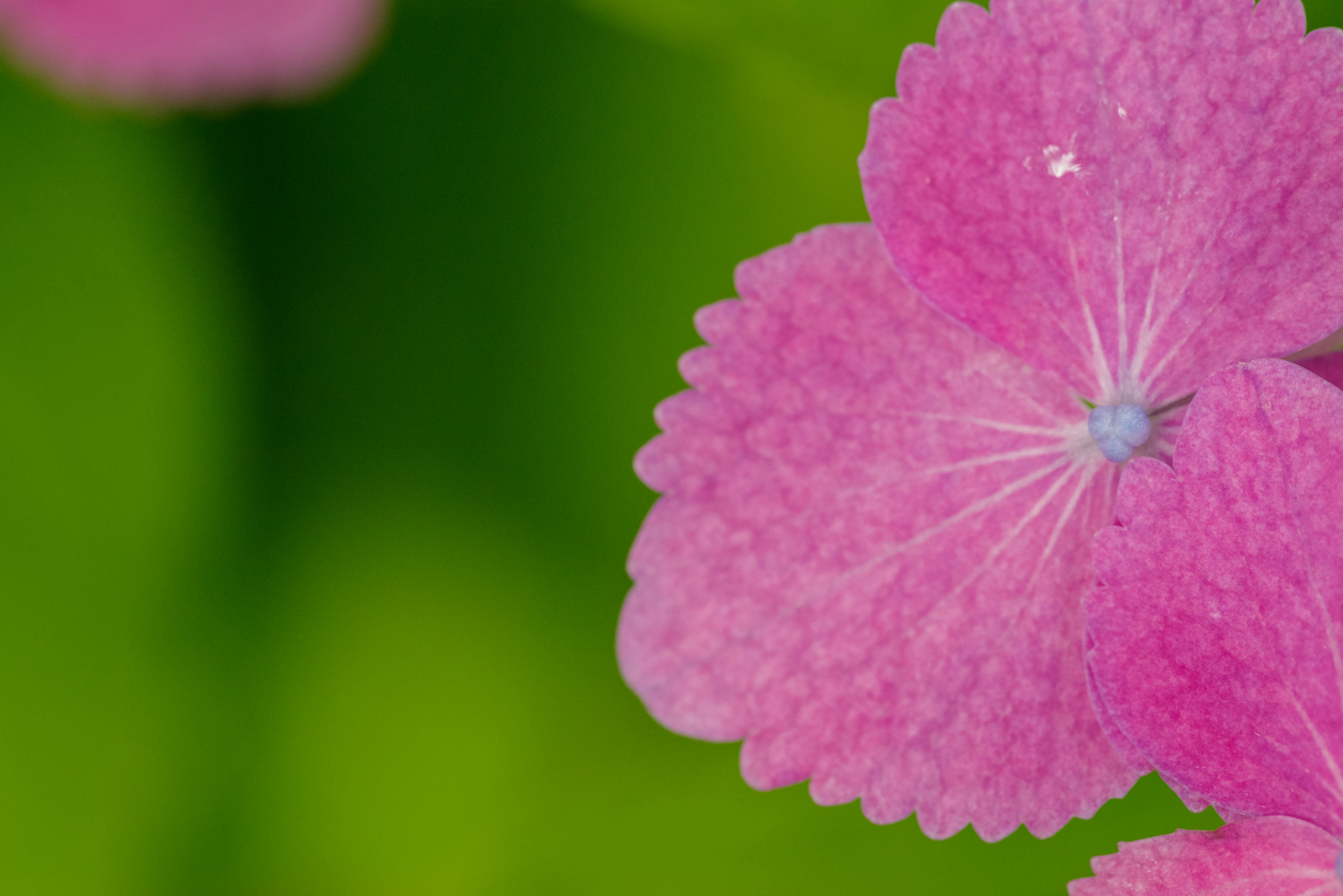 Close-up kelopak bunga pink dengan latar belakang hijau