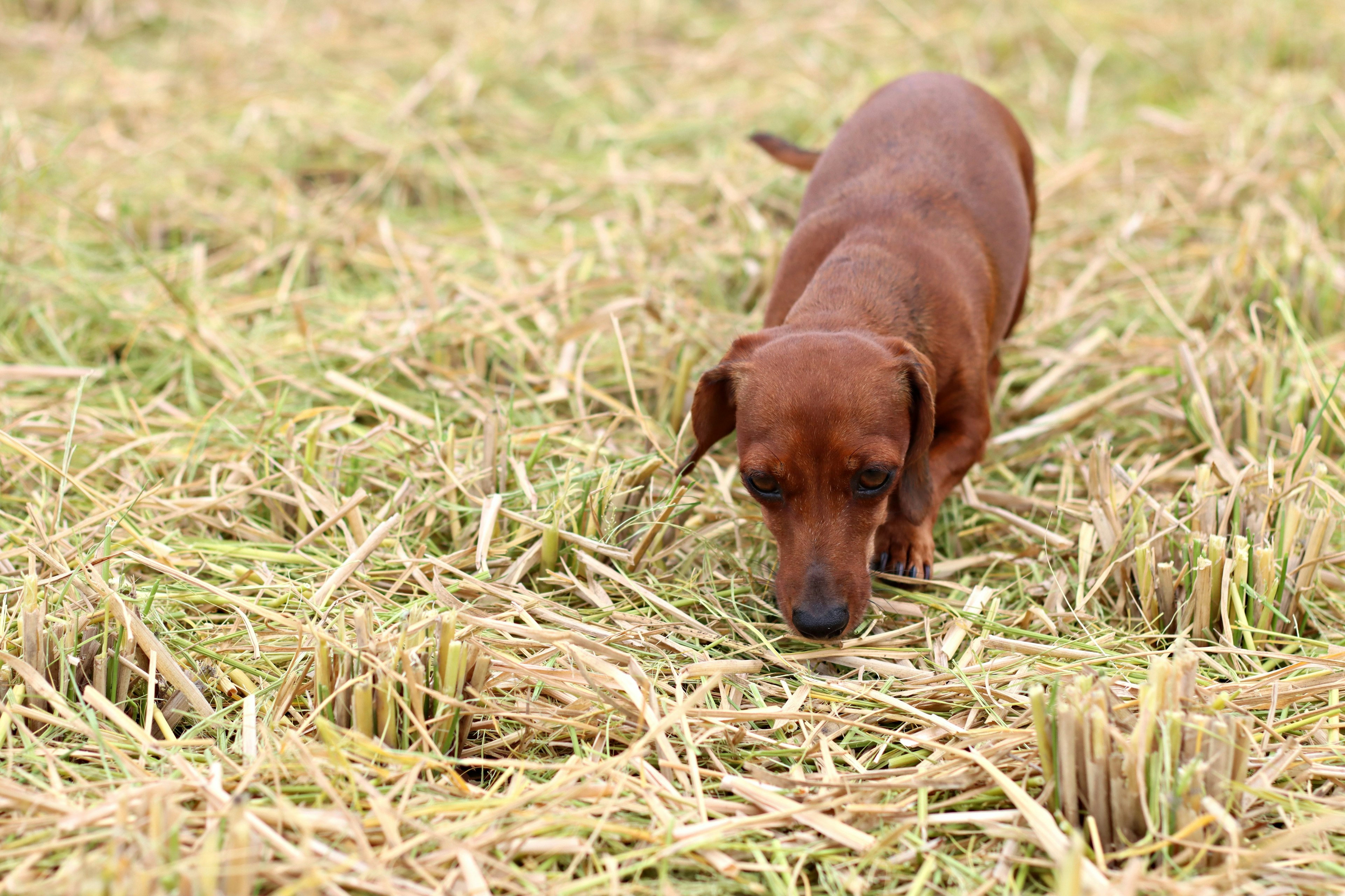 Chó dachshund nâu đi qua rơm