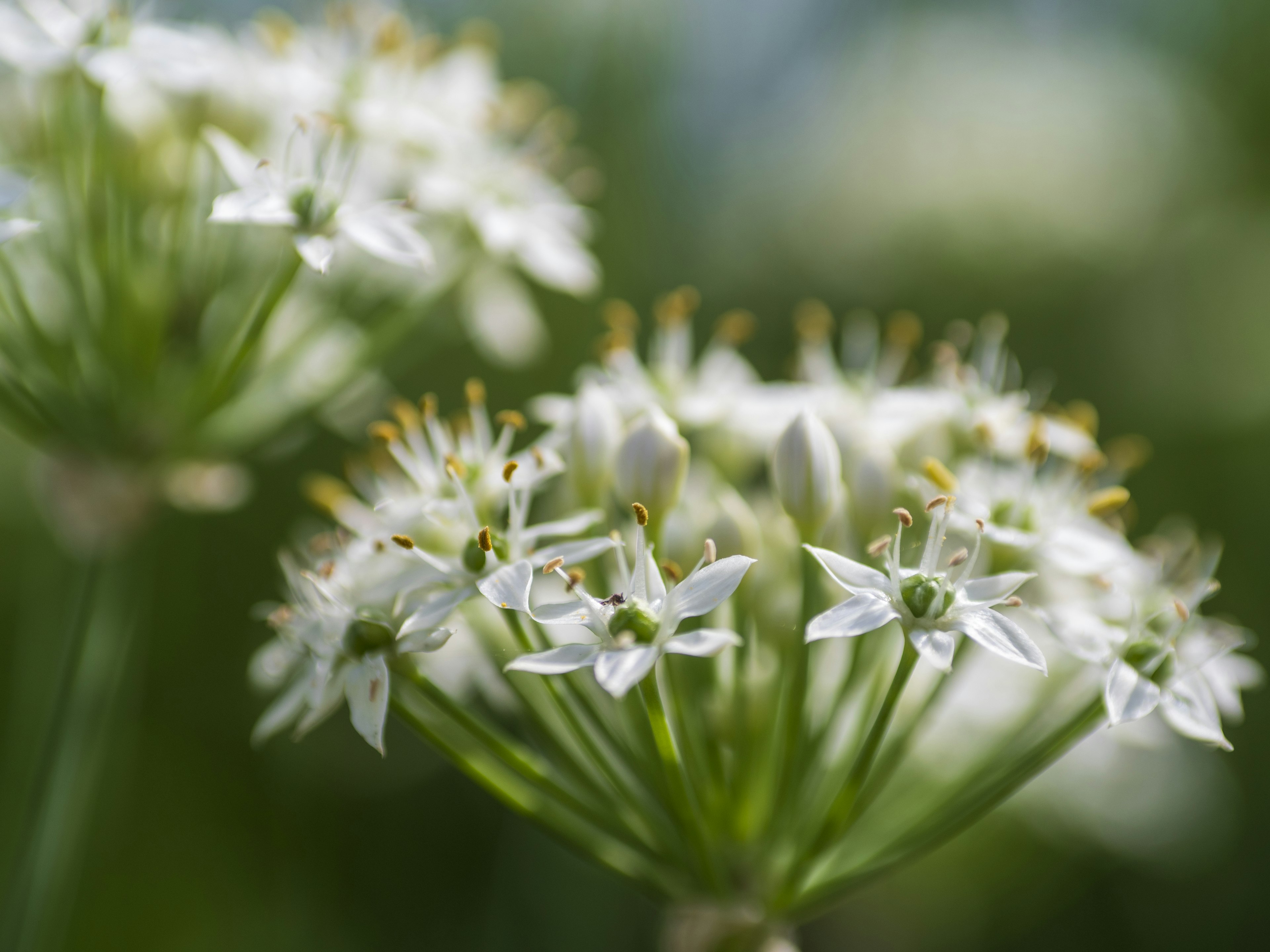 Immagine che mostra gruppi di piccoli fiori bianchi in fiore