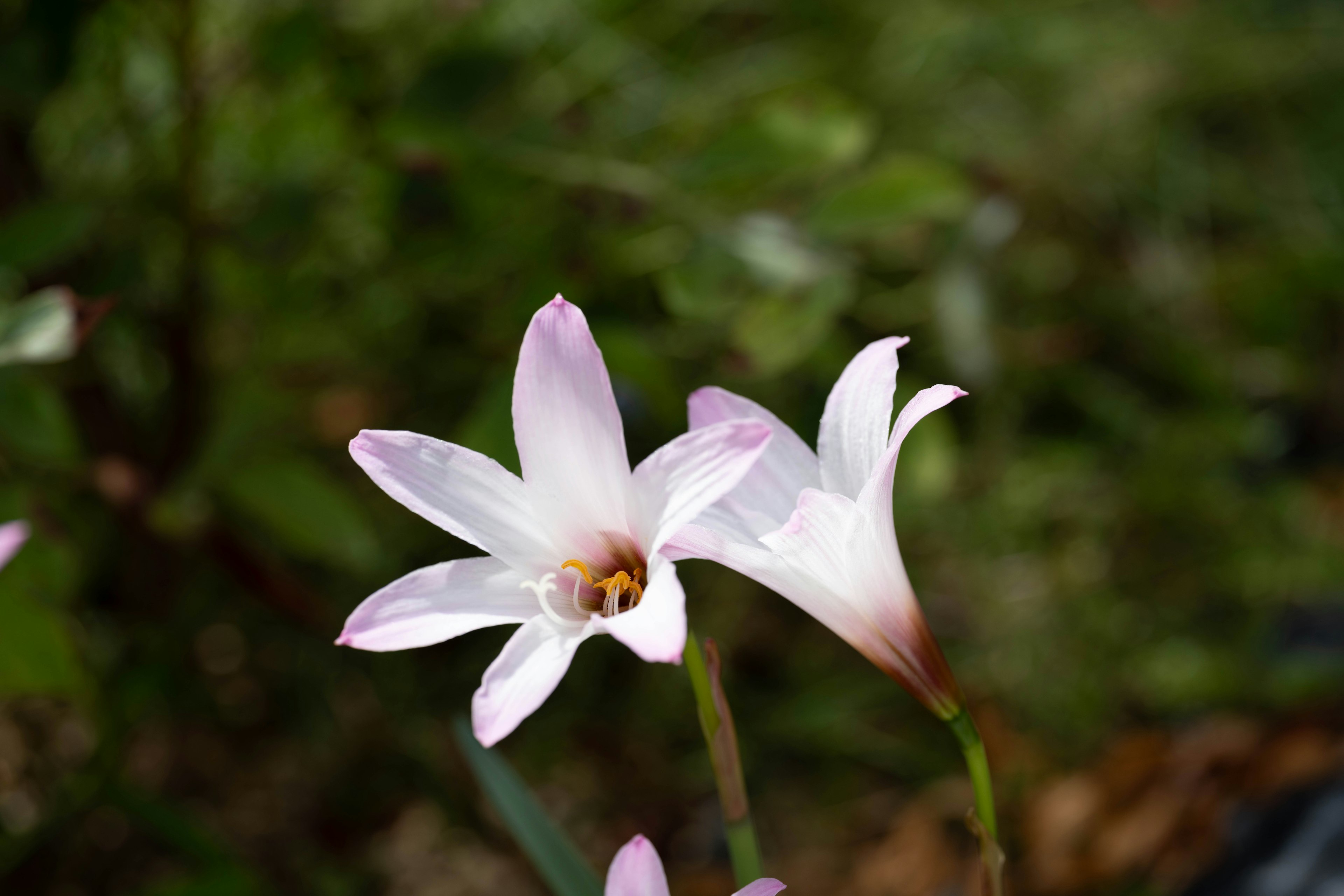 Close-up of white flowers with a green background